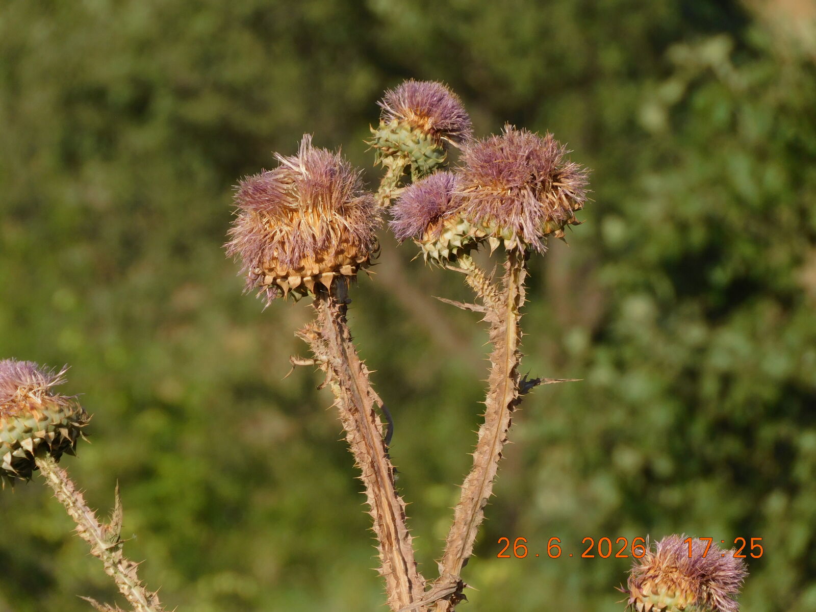 Nikon Coolpix B600 sample photo