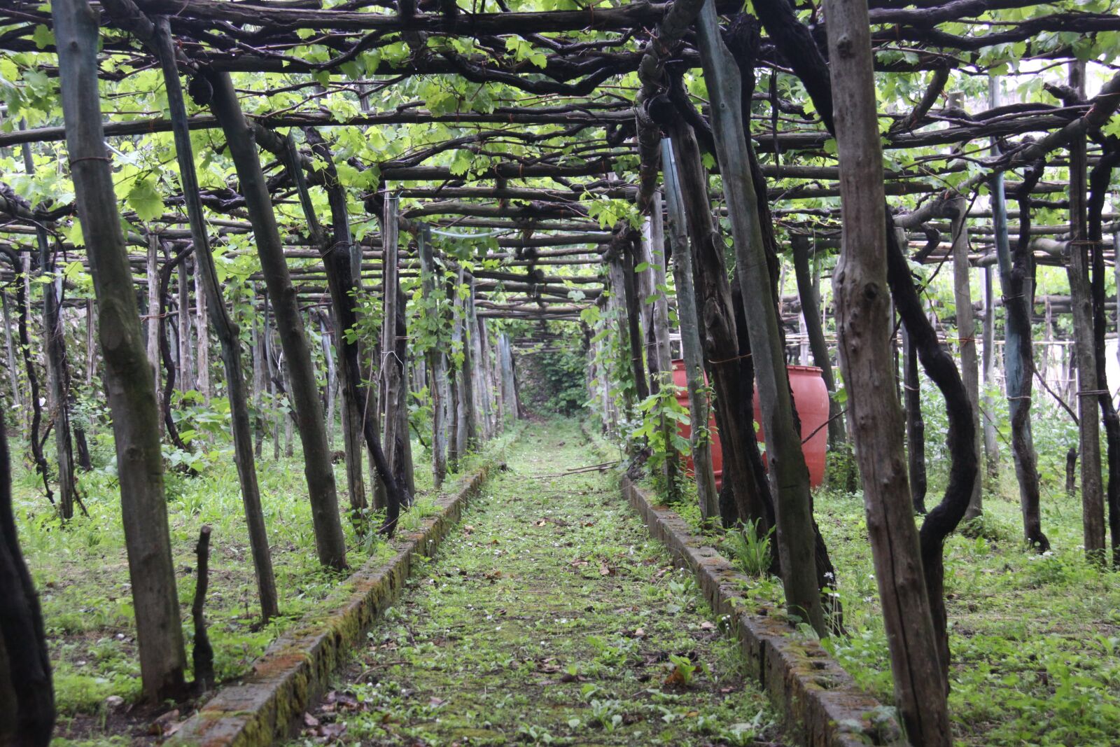 Canon EOS 50D sample photo. Ravello, italy, vines photography