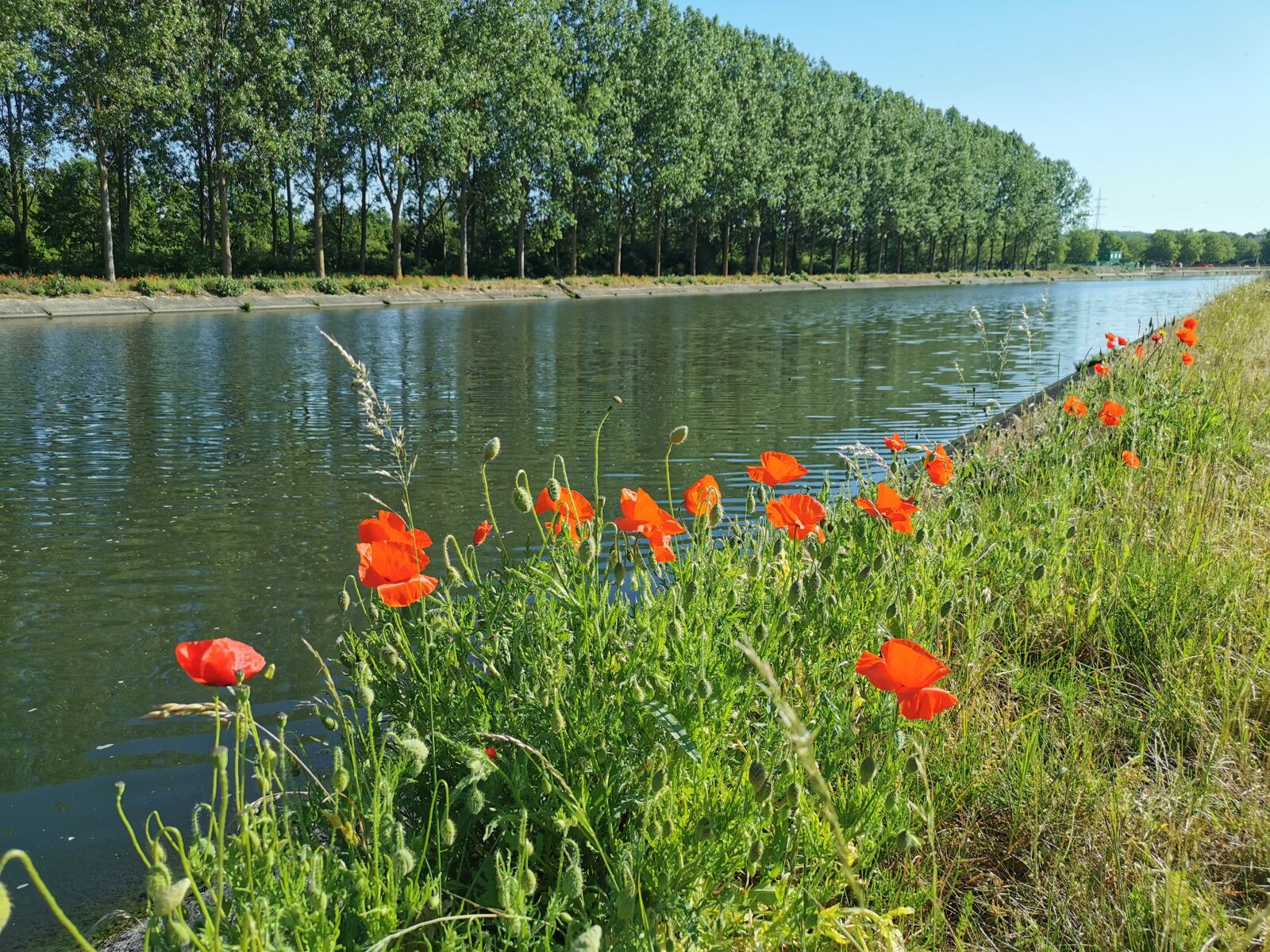 HUAWEI P30 sample photo. Channel, flower, poppies photography