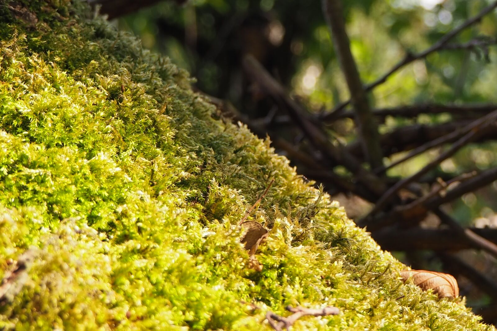 Olympus PEN E-PL9 sample photo. Forest, fleece, nature photography