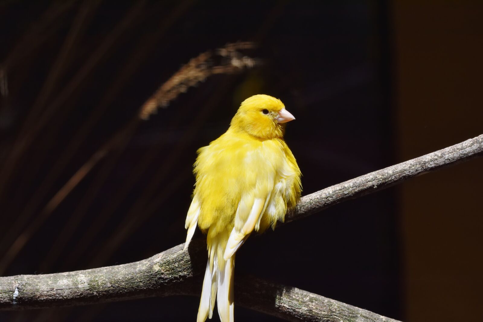 Nikon D7200 sample photo. Canary, songbird, bird photography