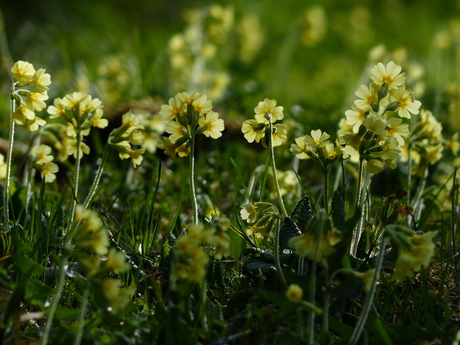 Panasonic Lumix DMC-FZ200 sample photo. Cowslip, flowers, bright yellow photography