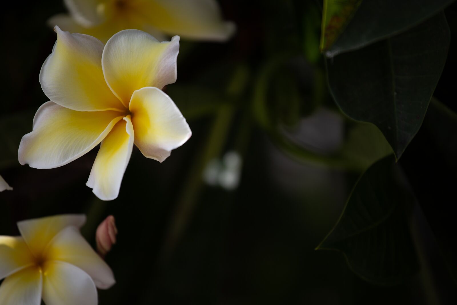 Canon EF 70-200mm F4L USM sample photo. Plumeria, flower, thailand photography