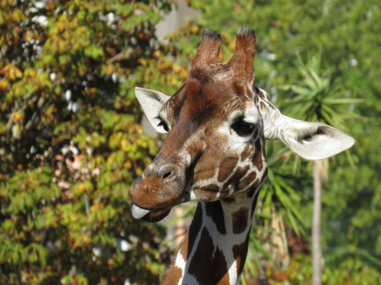 Canon PowerShot SX60 HS sample photo. Funny, giraffe, goofy, headshot photography