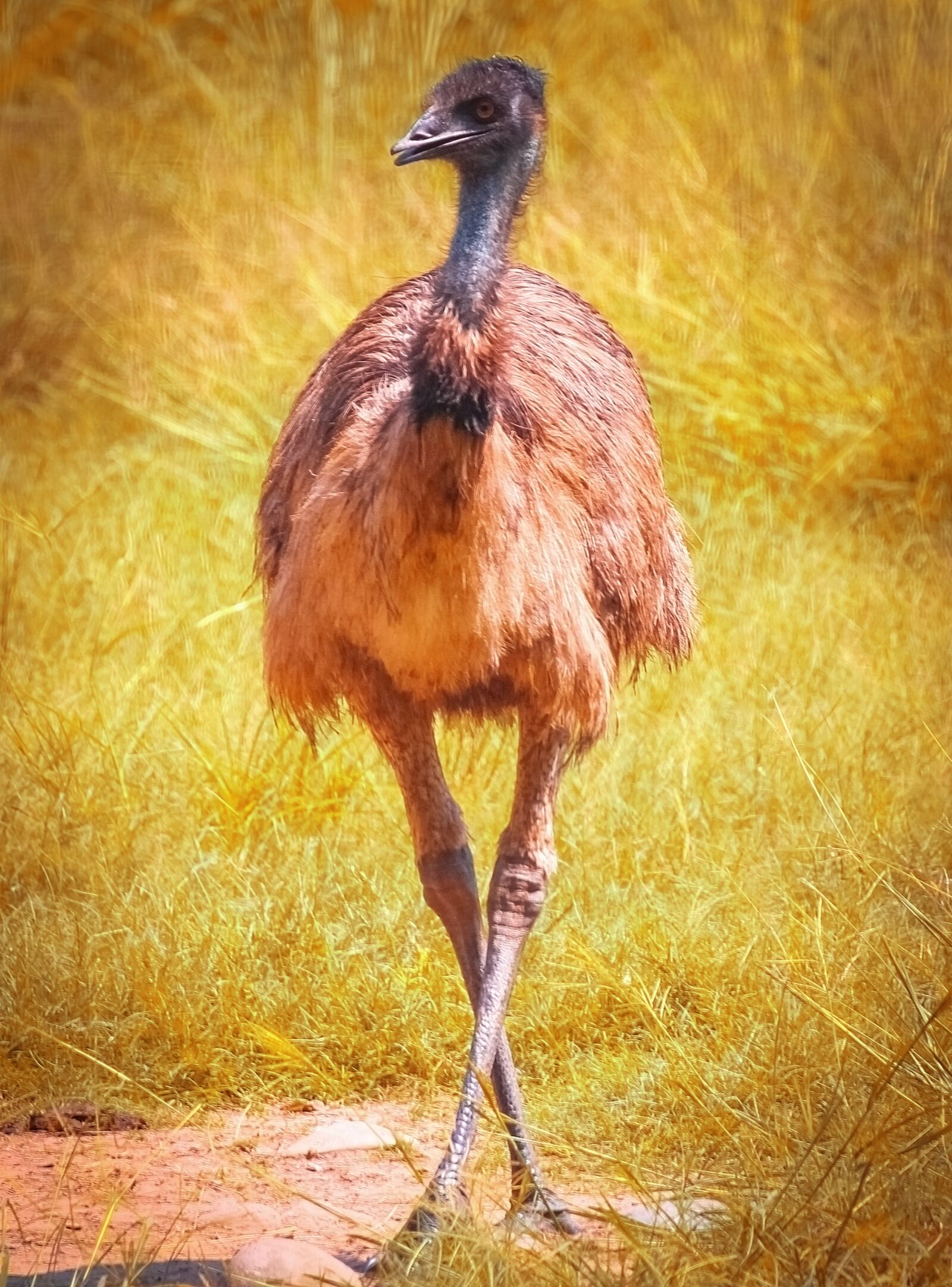 Canon EF-S 55-250mm F4-5.6 IS II sample photo. Ostrich, bird, animal photography