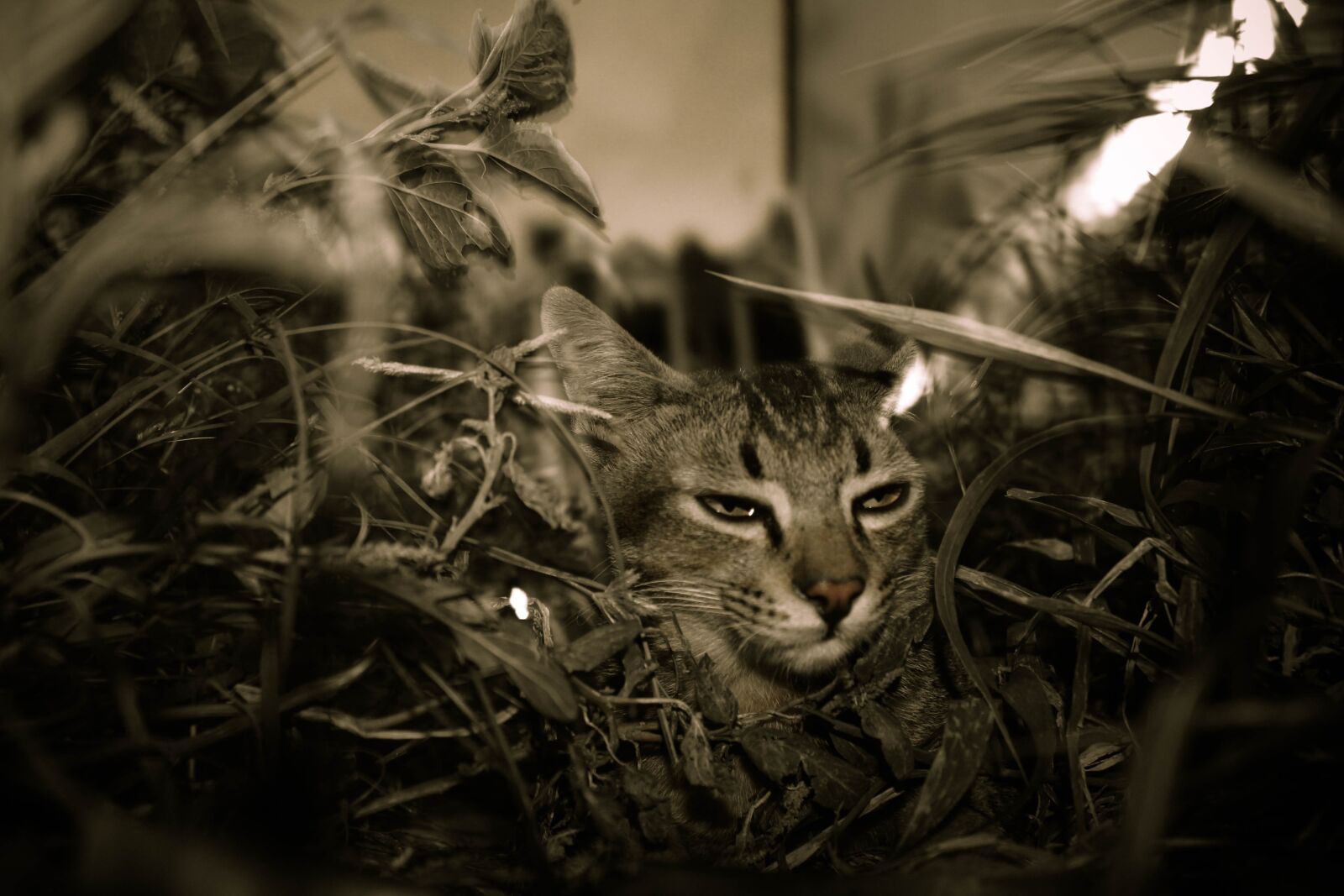 Canon EOS 700D (EOS Rebel T5i / EOS Kiss X7i) sample photo. Grass, cat, tea with photography