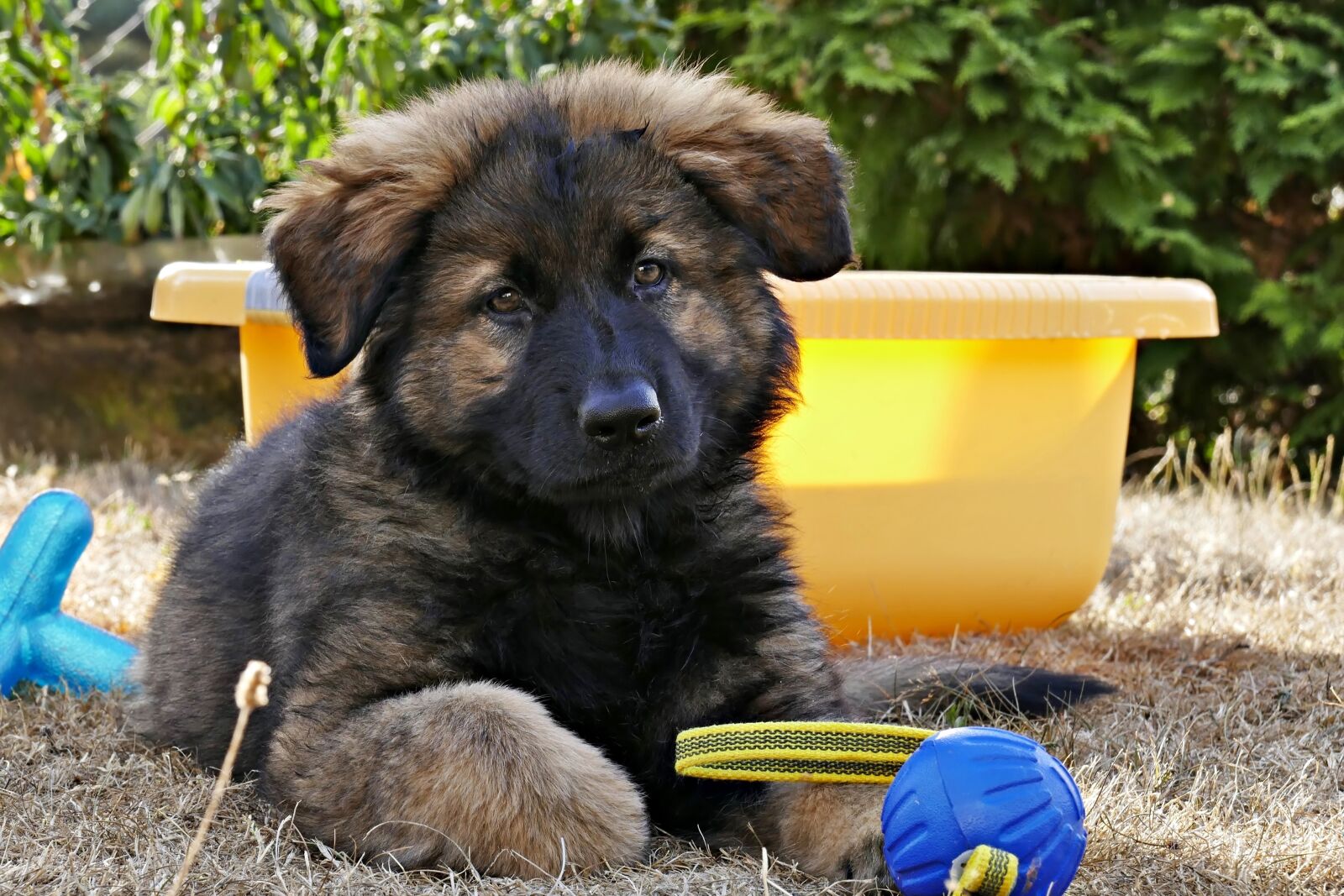 Panasonic Lumix DMC-FZ1000 sample photo. Puppy, sch fer dog photography