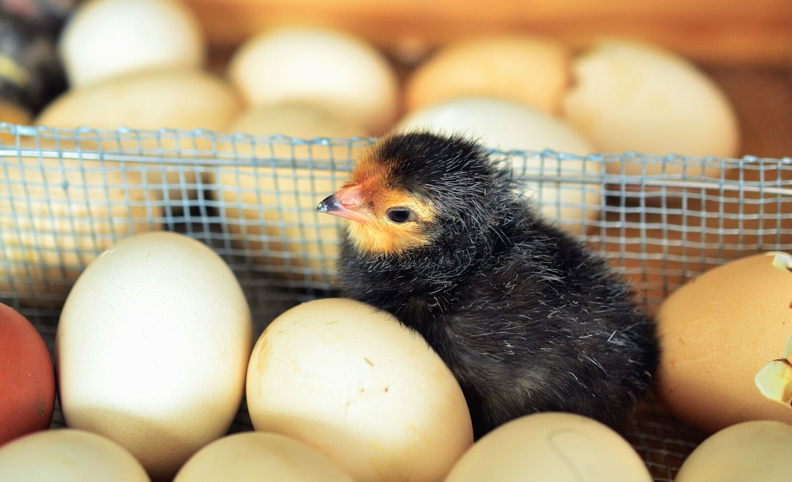 Nikon D5100 sample photo. Chicken, incubator, egg, poultry photography