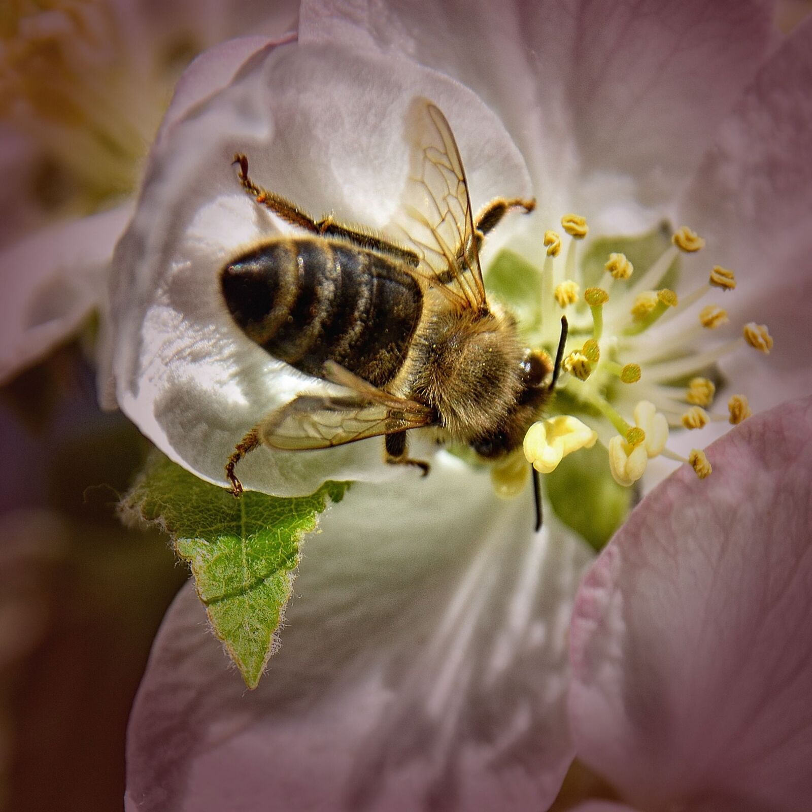 Nikon D5500 sample photo. Bee, apple tree blossom photography