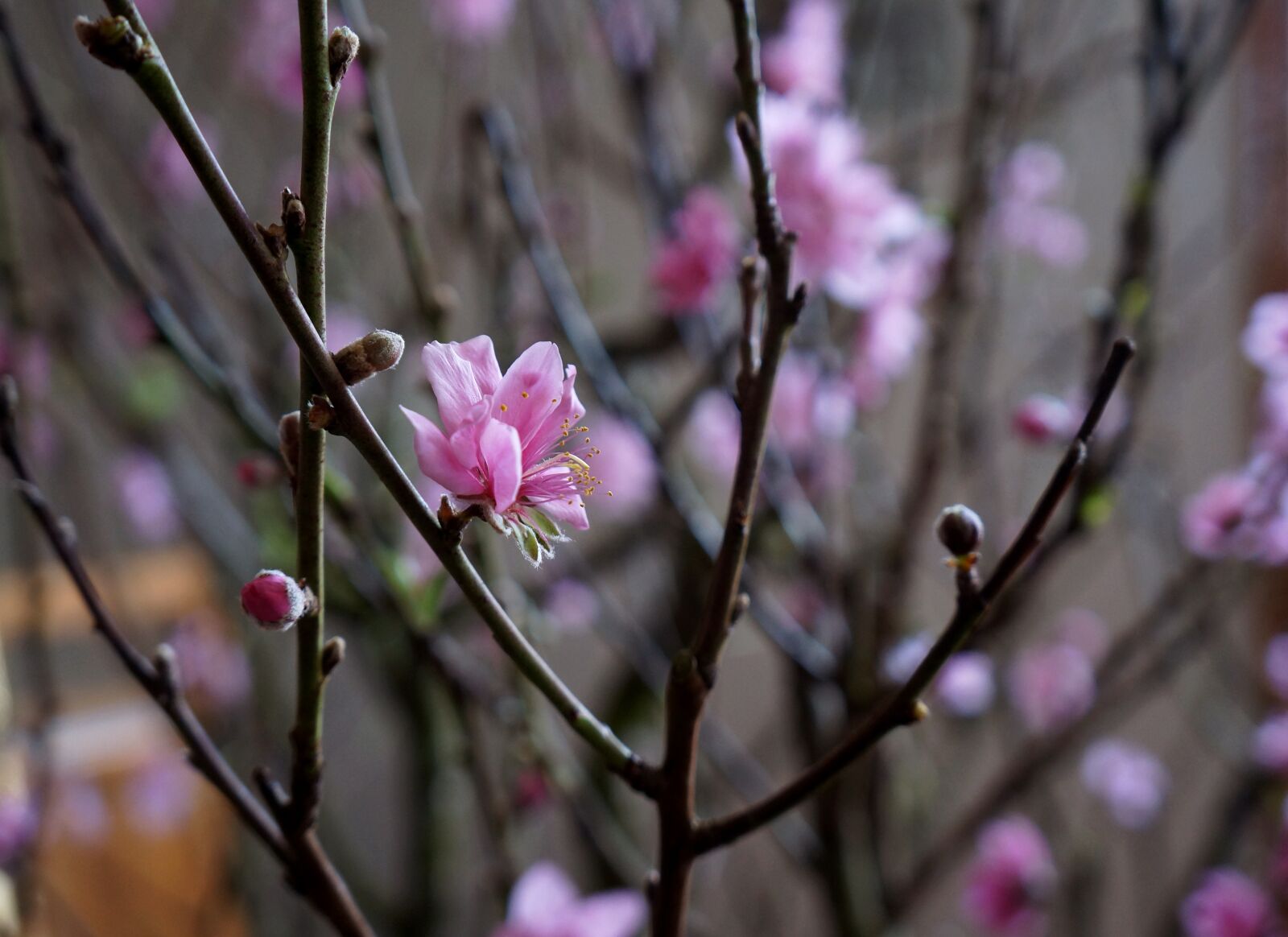 Sony Alpha NEX-F3 + Sony E 18-55mm F3.5-5.6 OSS sample photo. Cherry flowers, spring, tet photography
