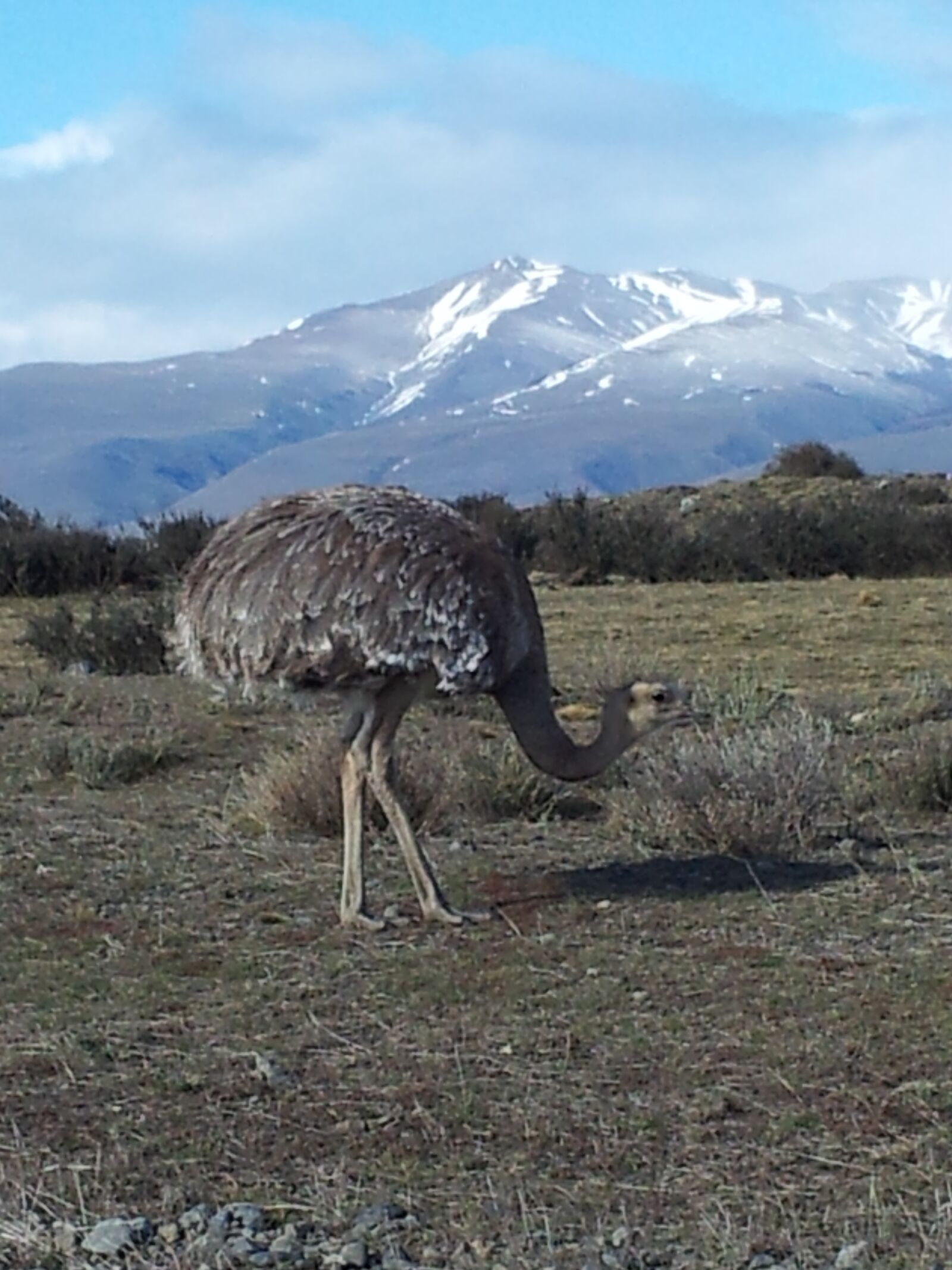 Samsung Galaxy S2 sample photo. Andu, ave patagonica, puerto photography