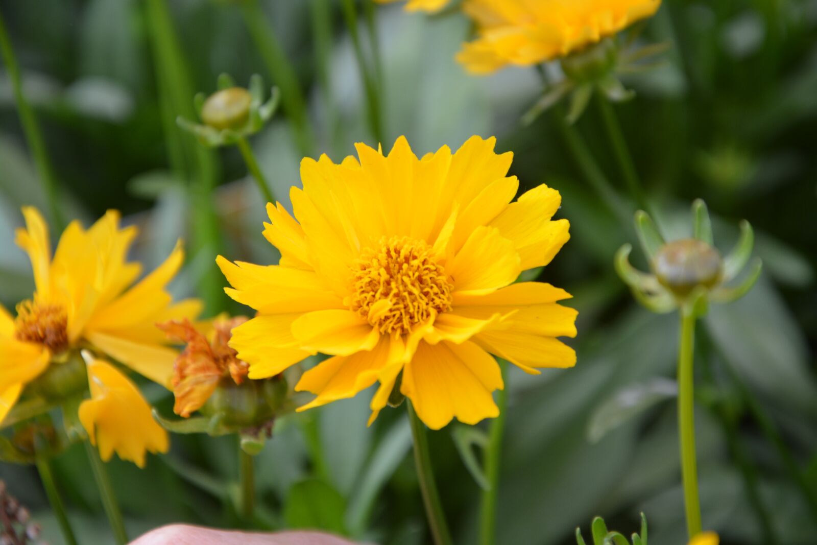 Nikon D5200 sample photo. Yellow flowers, nature, massif photography
