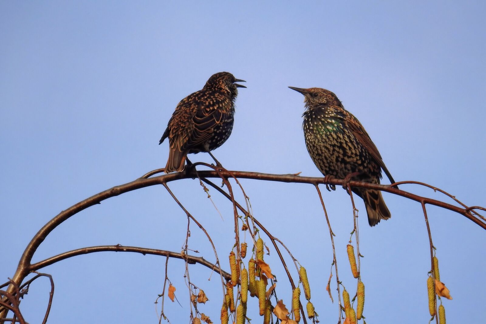 Nikon Coolpix P900 sample photo. Birds, stare, nature photography