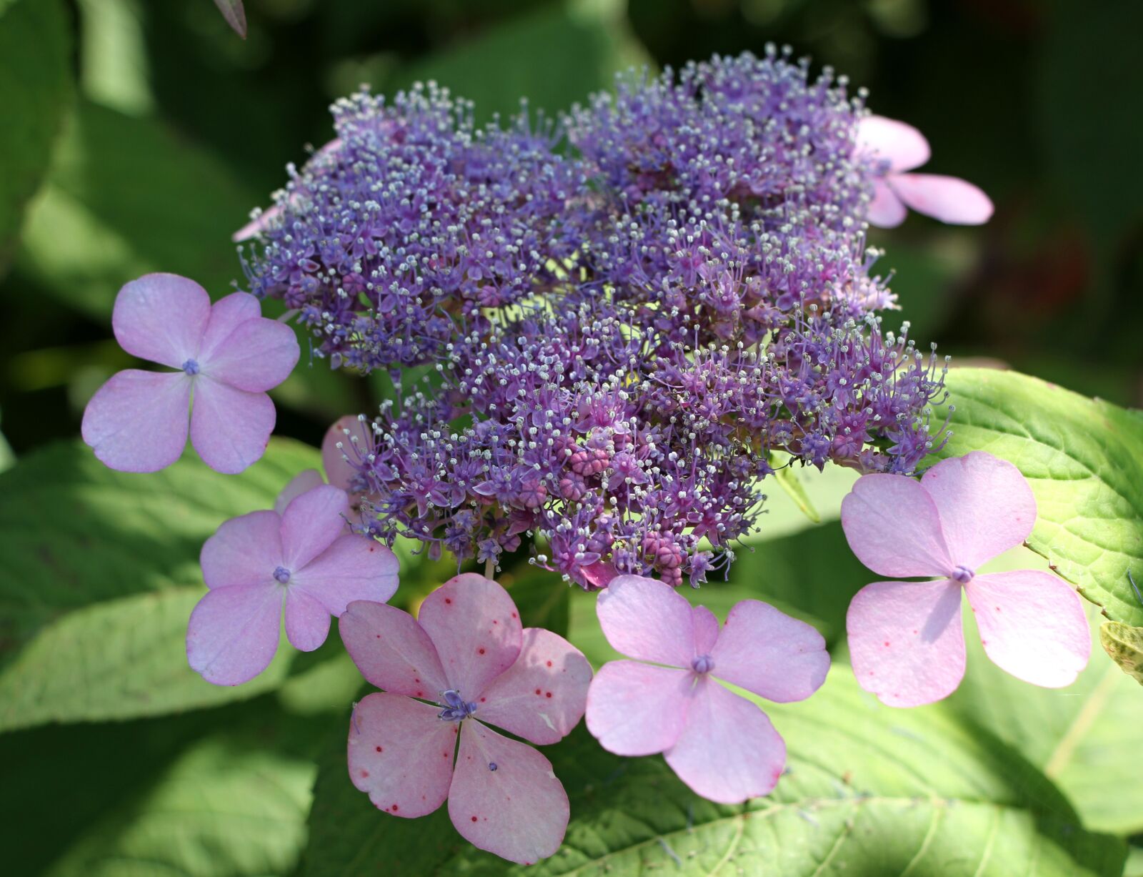 Canon EOS 7D sample photo. Flower, pink, close up photography