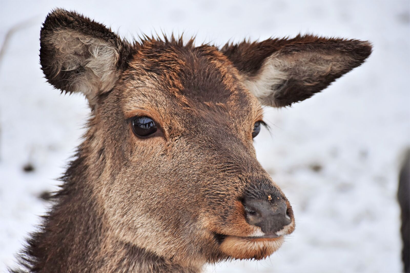 Nikon D7200 sample photo. Roe deer, wild, deer photography