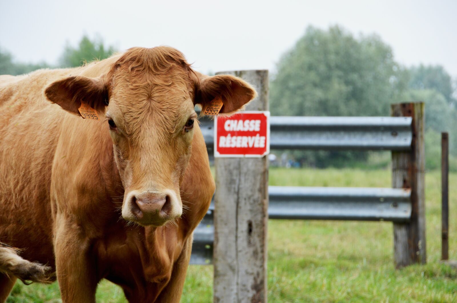 Nikon D3200 sample photo. Cow, cow brown, portrait photography