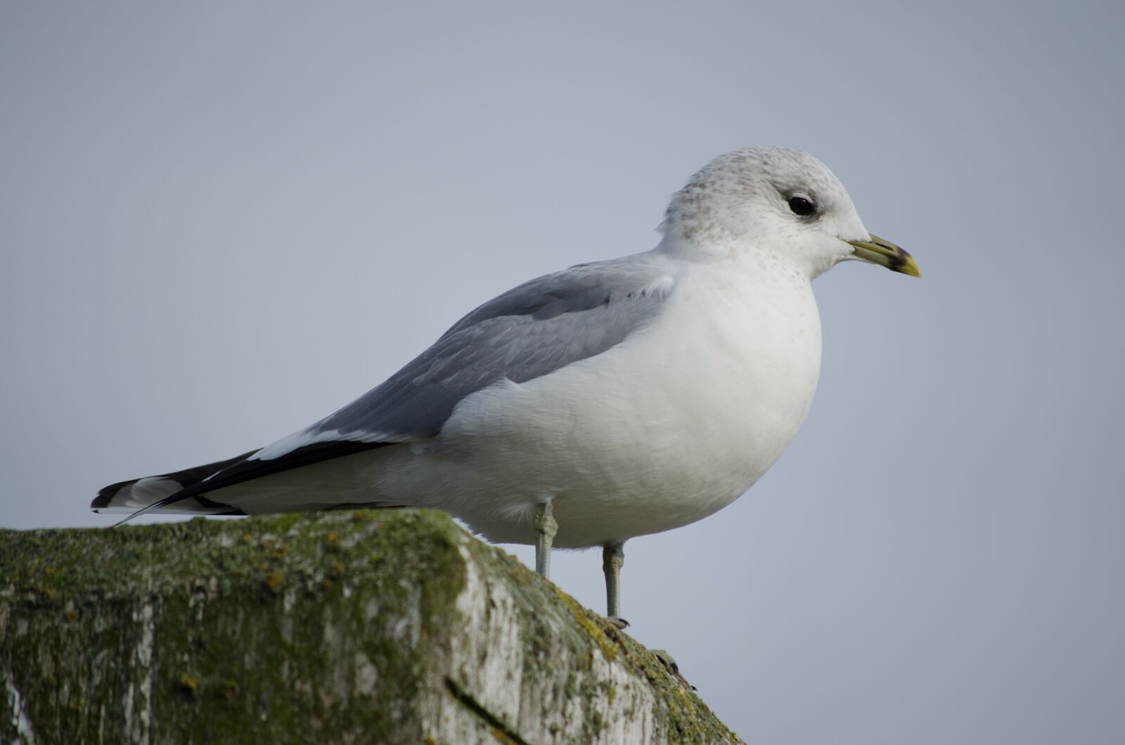 Nikon D5100 sample photo. Seagull, sea, beach photography
