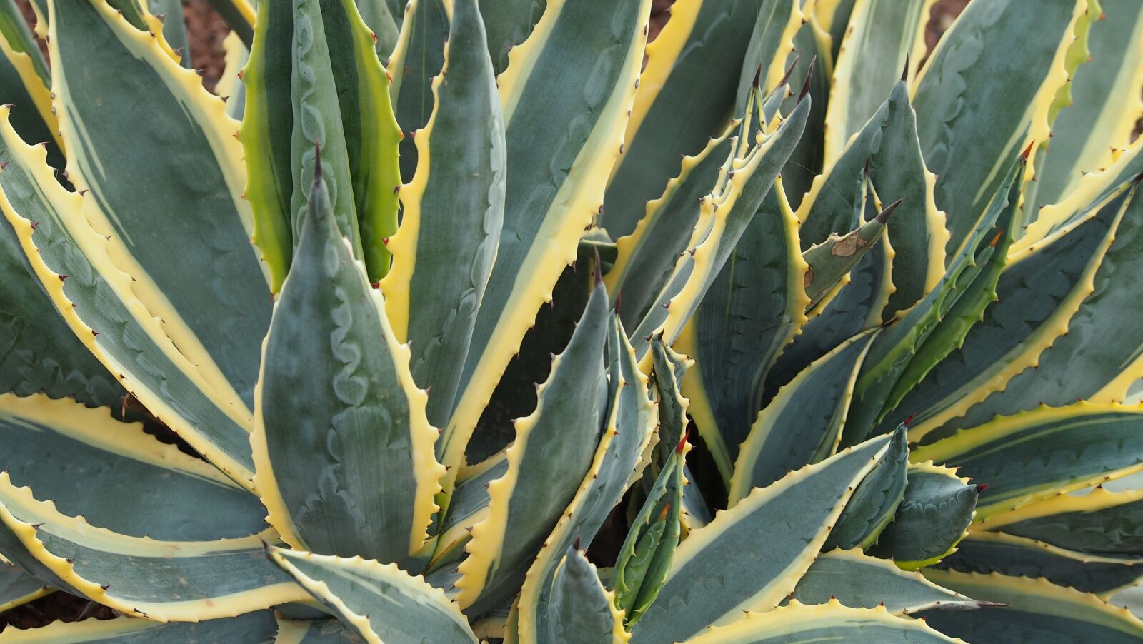 Olympus PEN E-PL3 sample photo. Aloe vera, fuerteventura, plant photography