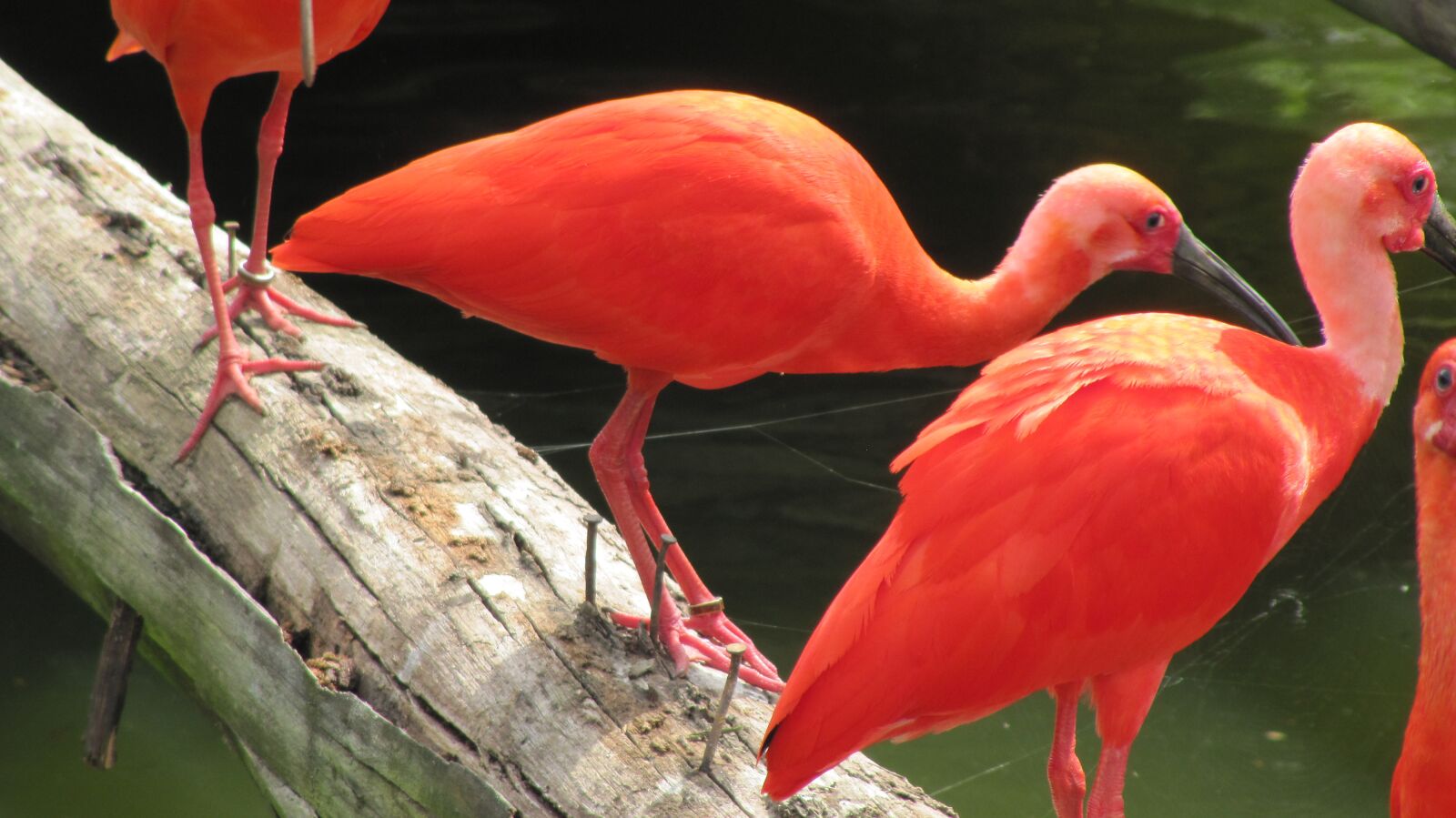Canon PowerShot SX200 IS sample photo. Flamingo, bird, animal photography