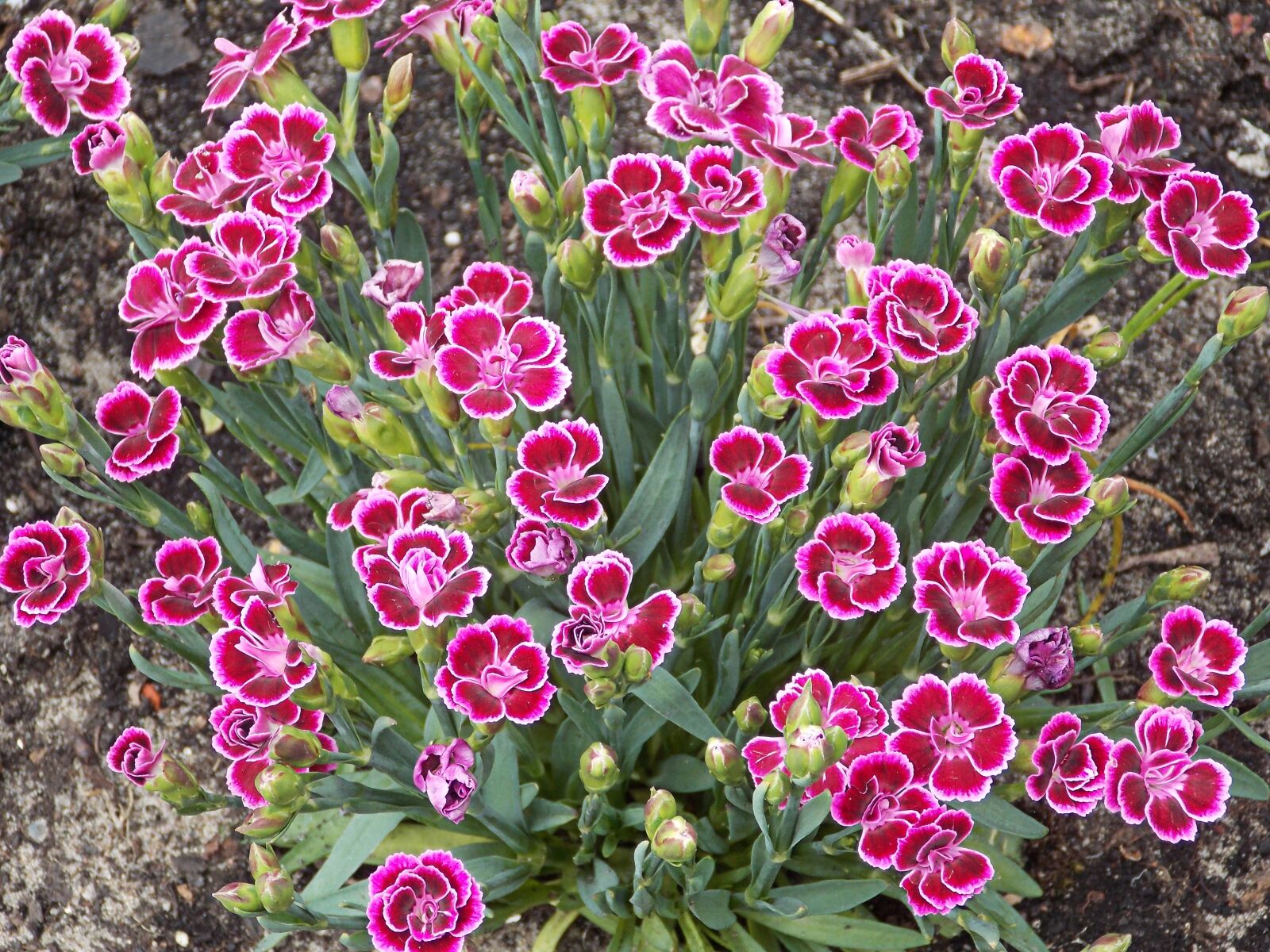 Nikon Coolpix L810 sample photo. Carnation, dianthus, clove pink photography