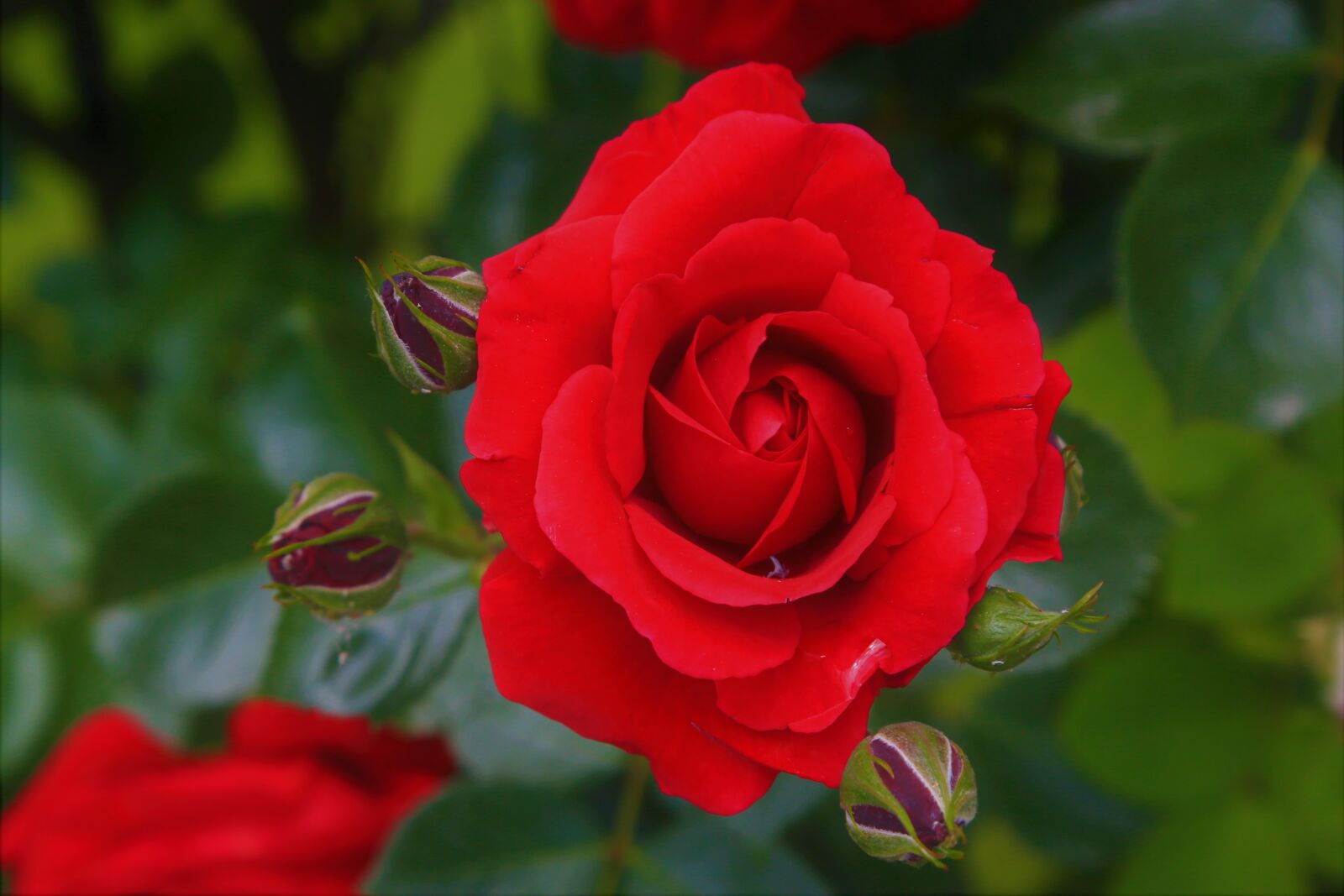 Canon EOS 5D Mark III sample photo. Rose, red, spring photography