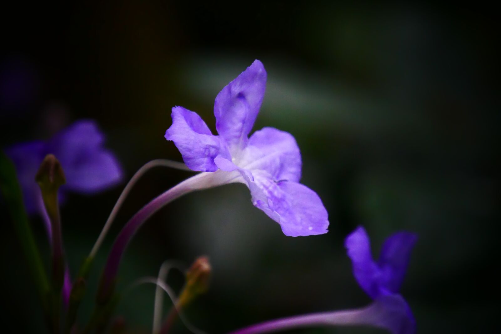 Panasonic Lumix DMC-G85 (Lumix DMC-G80) sample photo. Flower, purple, lavender photography