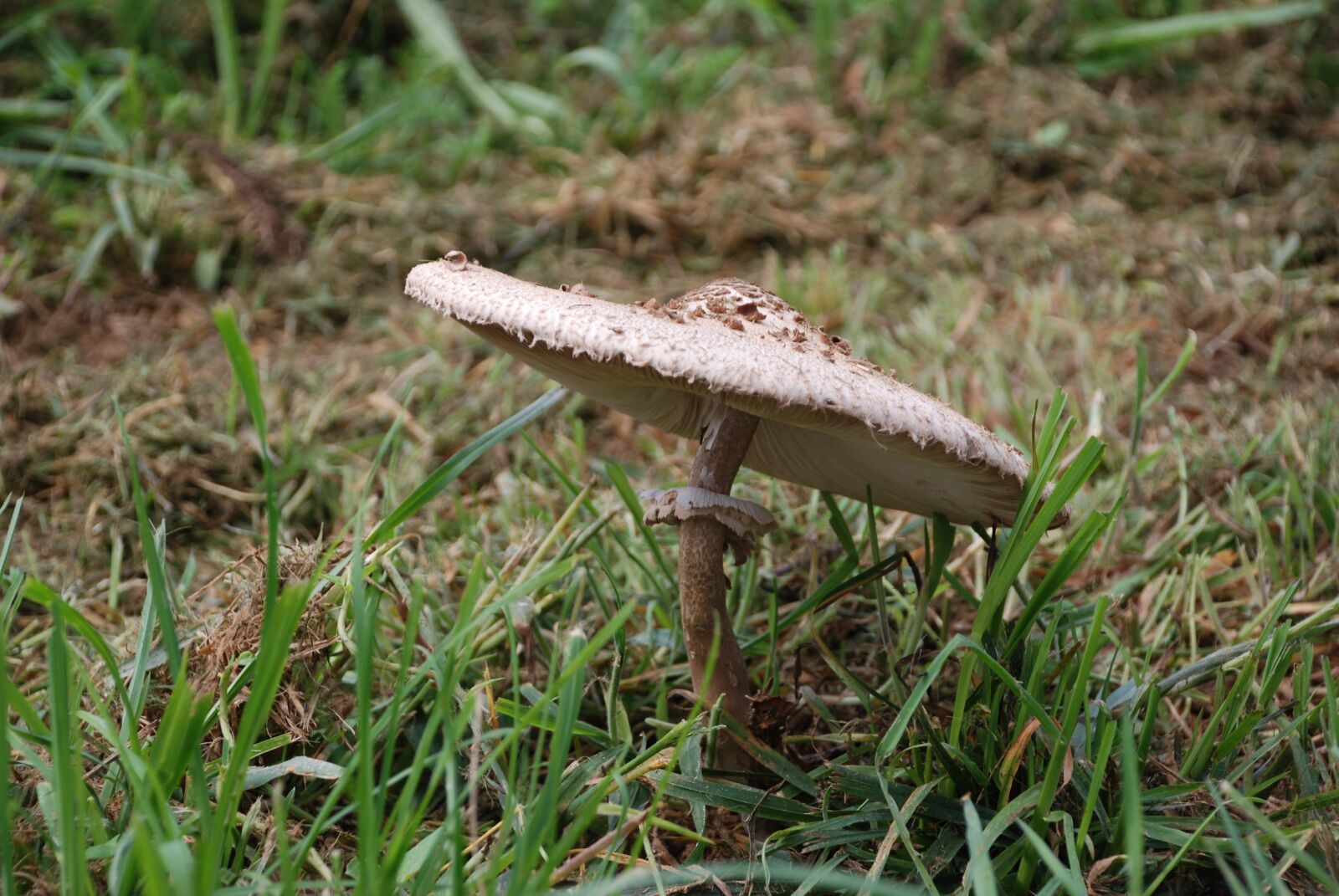 Nikon D80 sample photo. Mushroom, mushrooms, lepiota photography