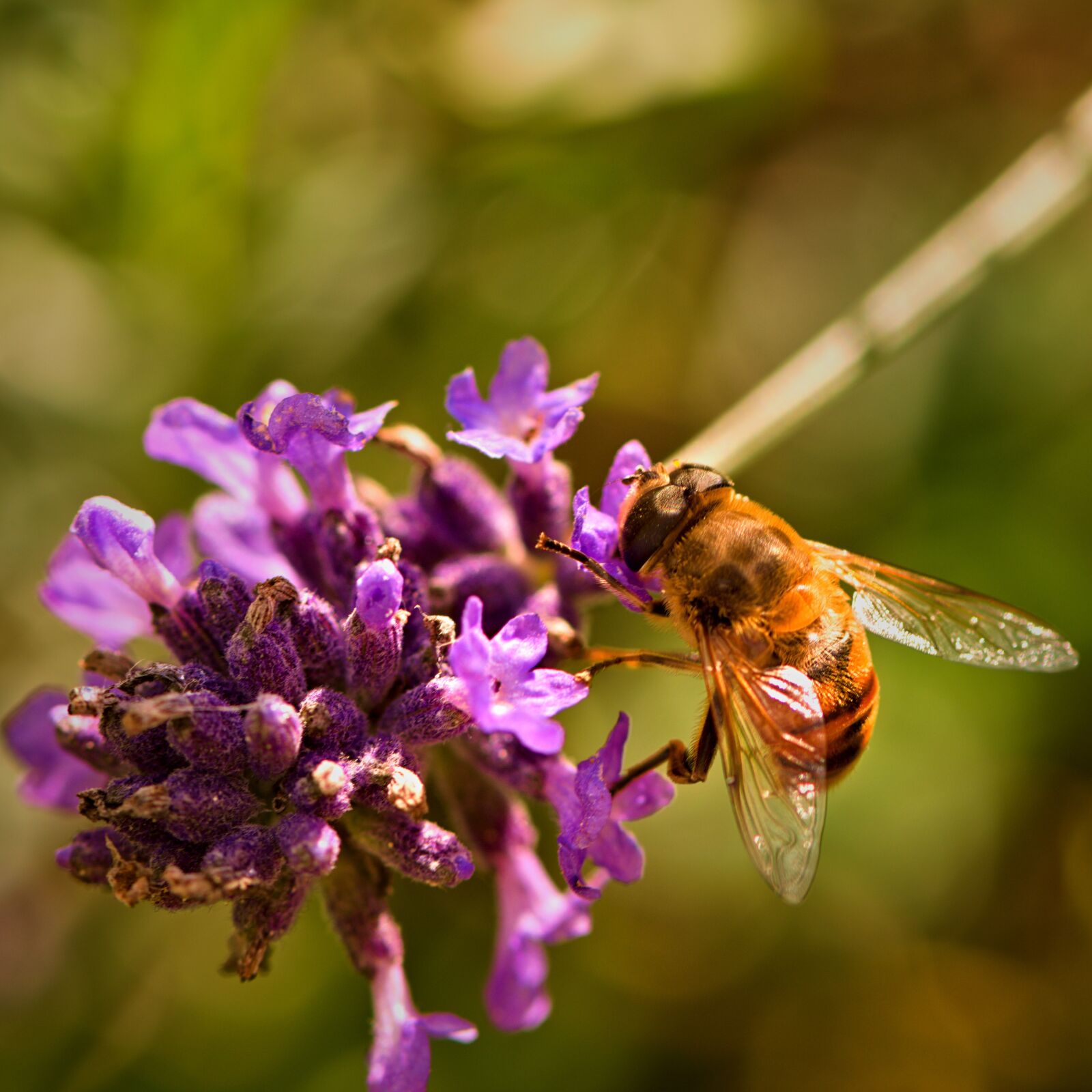 Nikon D5500 sample photo. Hover fly, lavender, nature photography