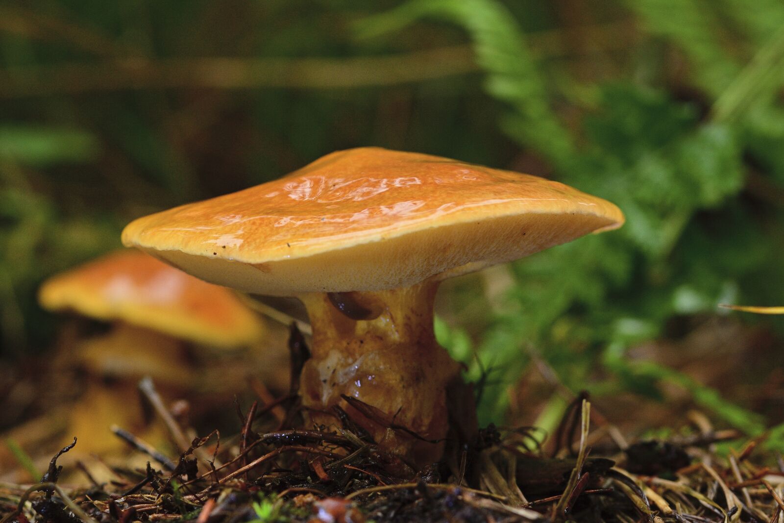 Nikon D5200 sample photo. Mushrooms, suillus grevillei, yellow photography