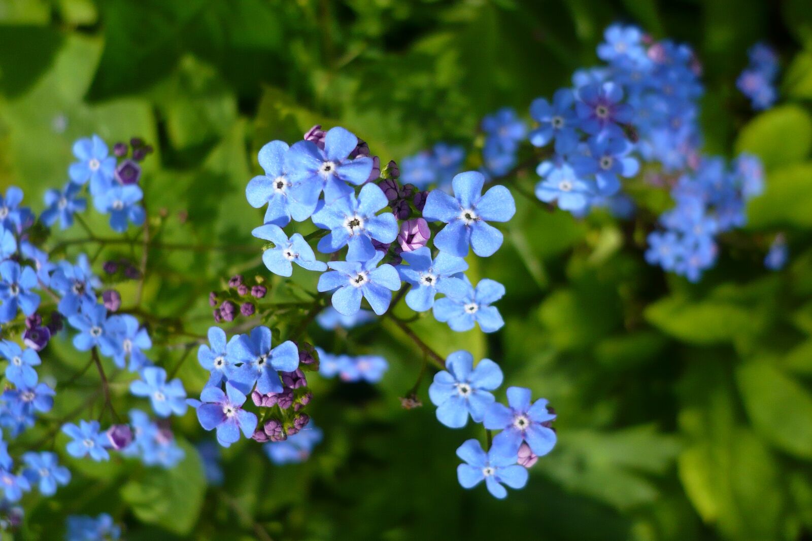 Panasonic DMC-FX12 sample photo. Flower, blue, close up photography