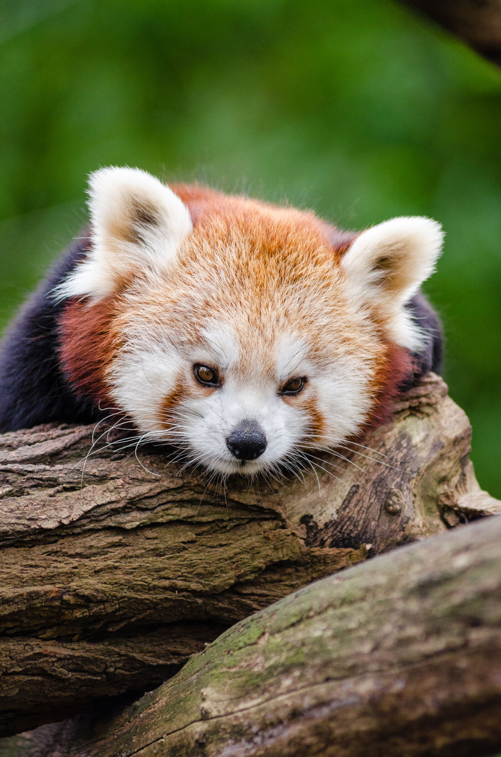 AF Zoom-Nikkor 80-200mm f/2.8 ED sample photo