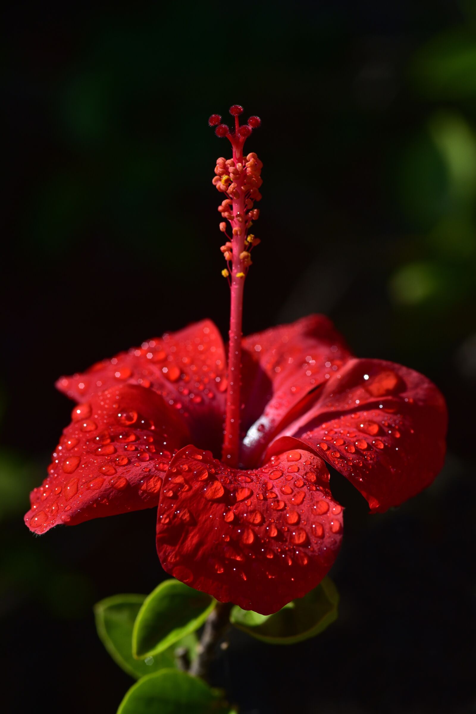 Nikon D750 sample photo. Hibiscus, blossom, bloom photography