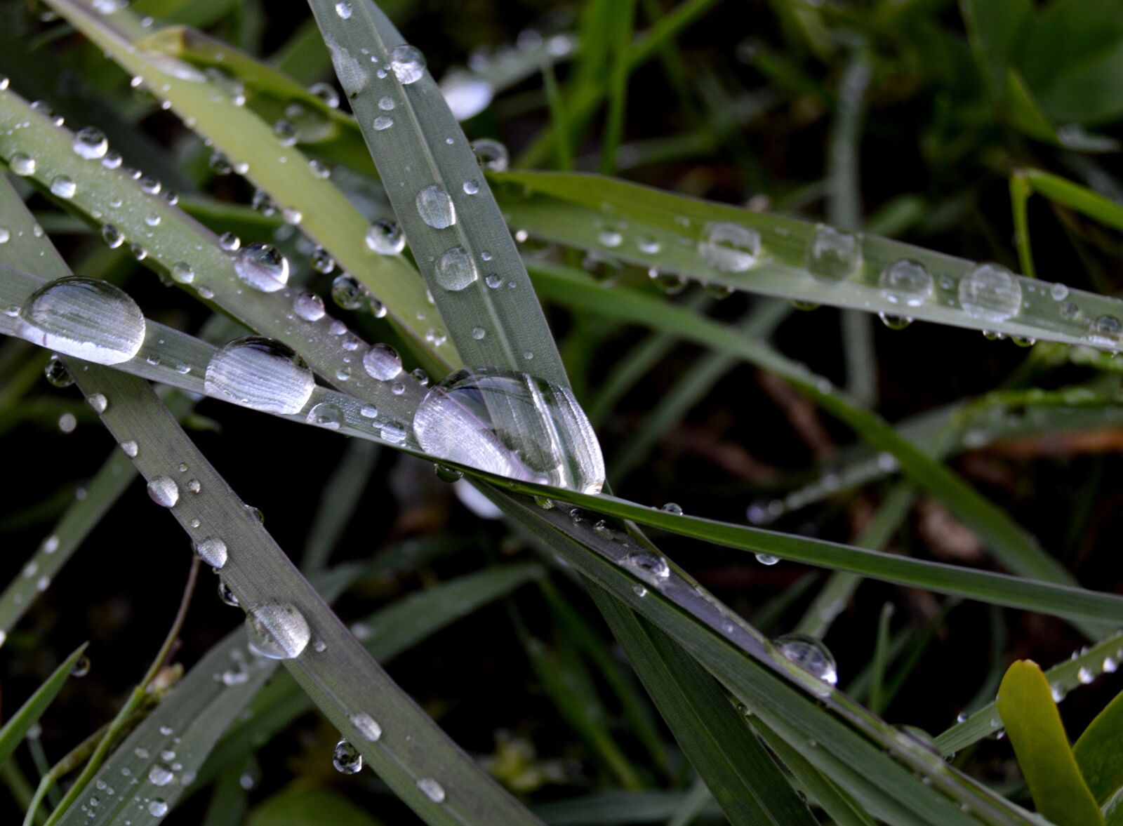 Nikon D3200 sample photo. Grass, rosa, rain photography