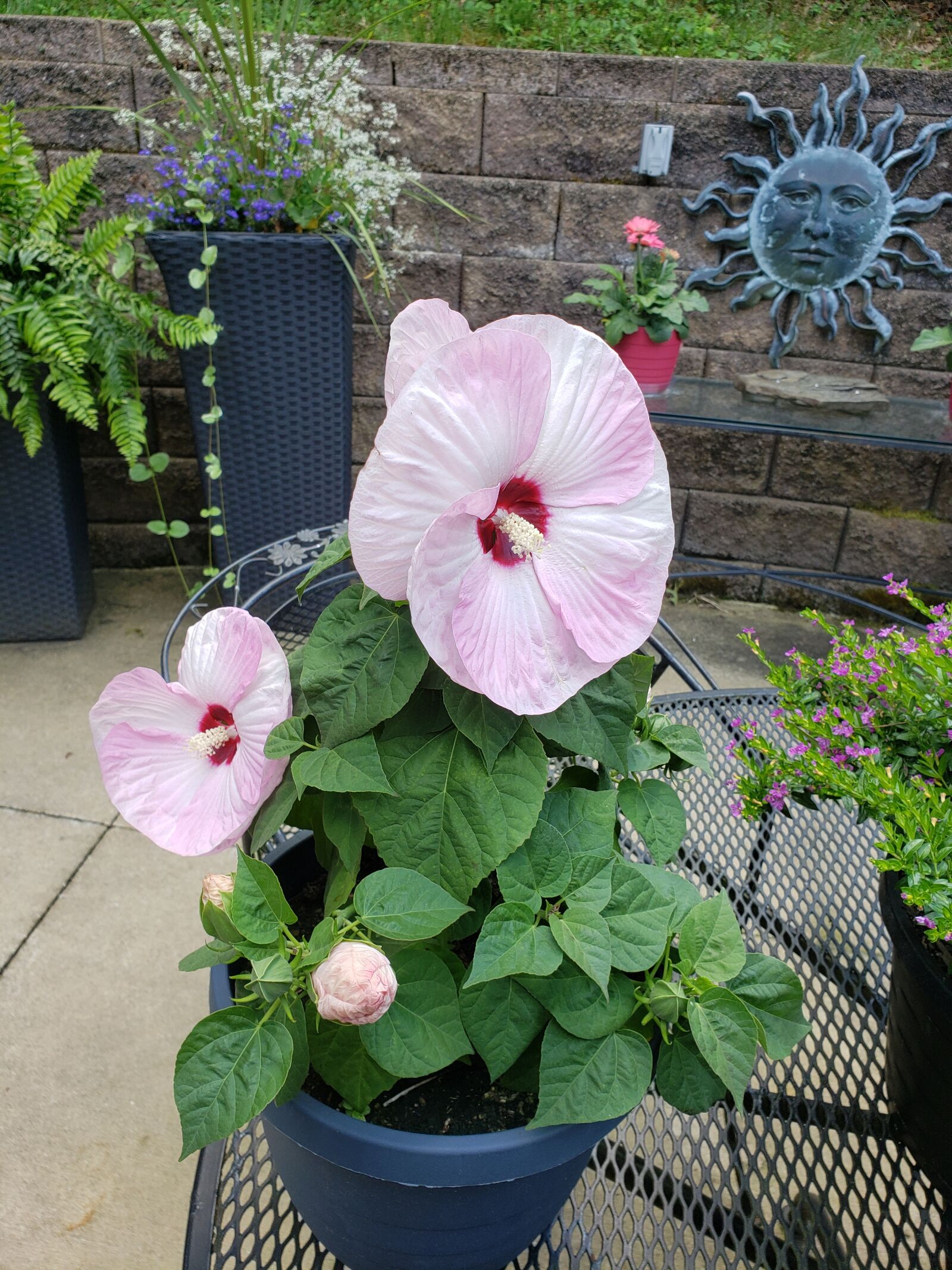 Samsung Galaxy Note9 sample photo. Hibiscus, luna hibiscus, potted photography