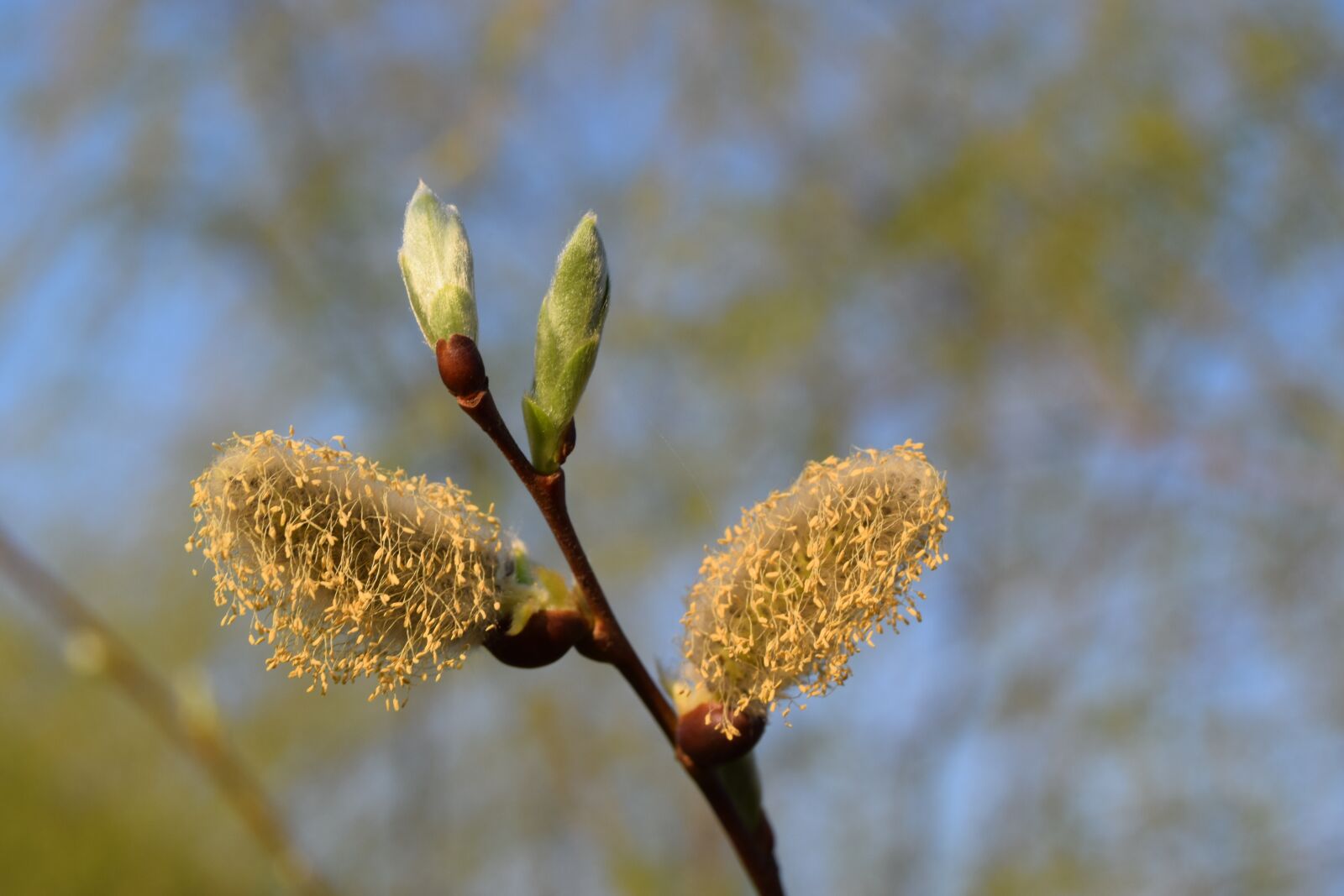 Nikon D3300 sample photo. Bud, tree, flower photography