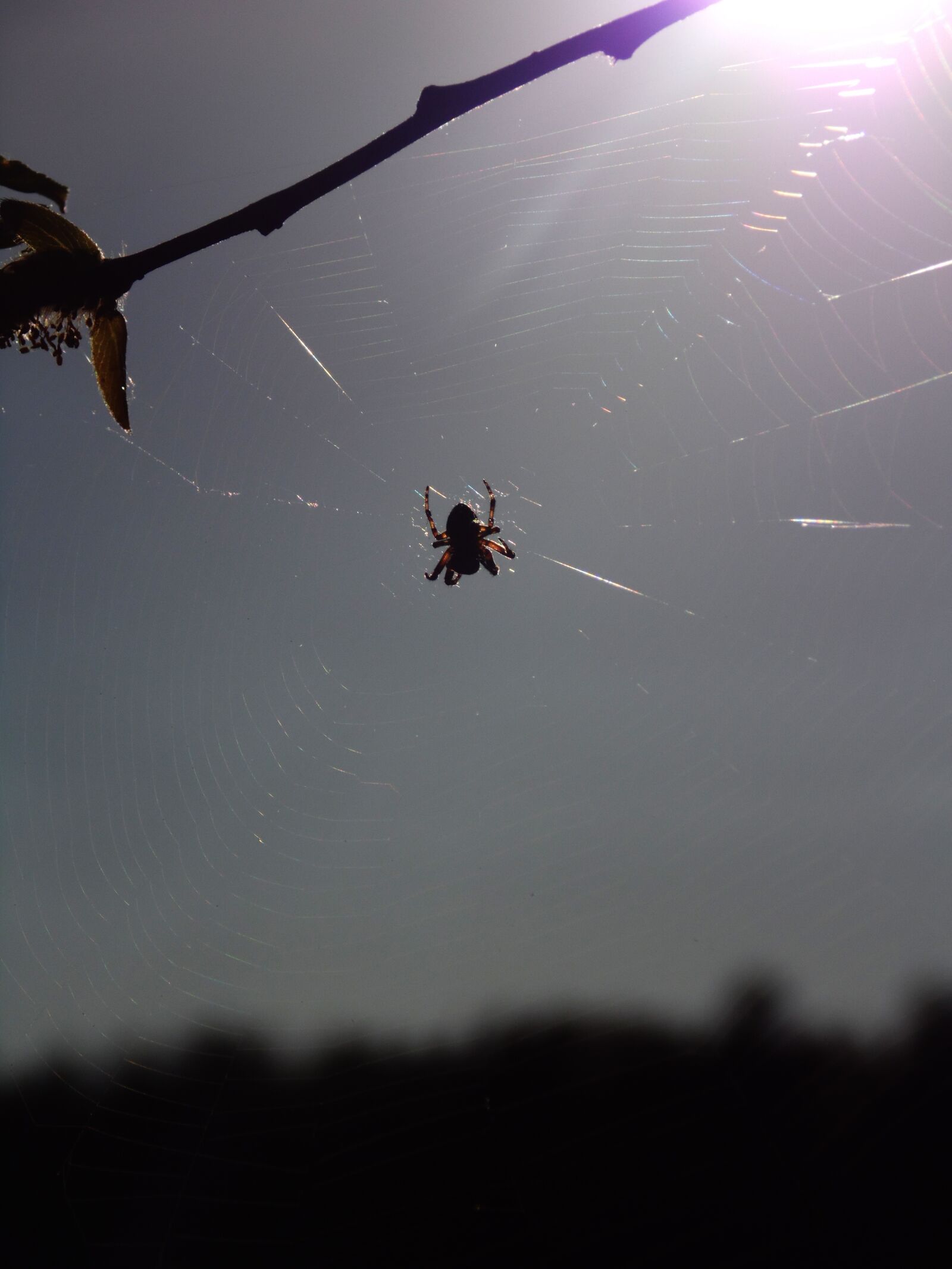 Samsung WB100/  WB101 sample photo. Spiders, forest, trees photography