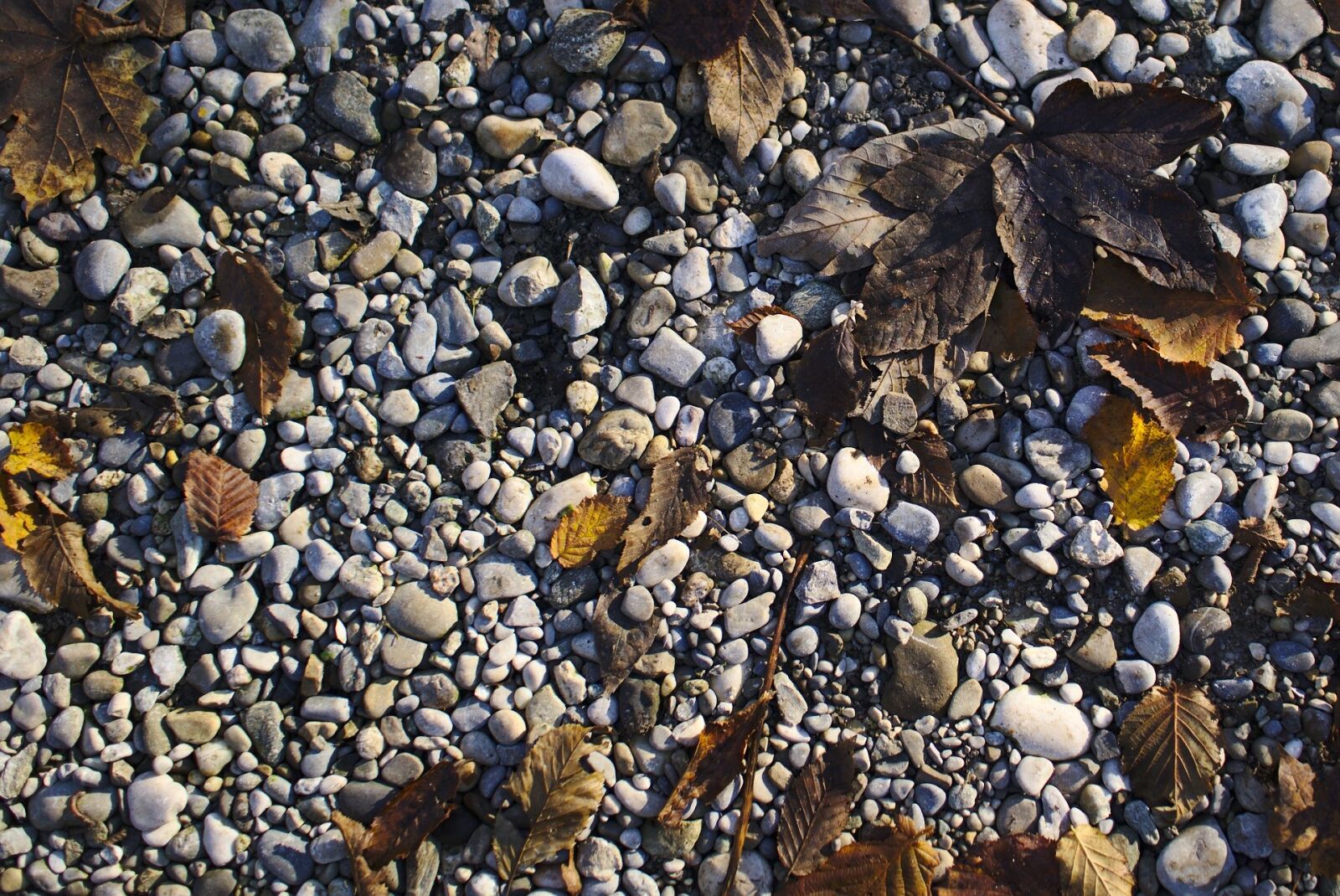 Sony a6000 + Sony Sonnar T* E 24mm F1.8 ZA sample photo. Stones, leaves, autumn photography