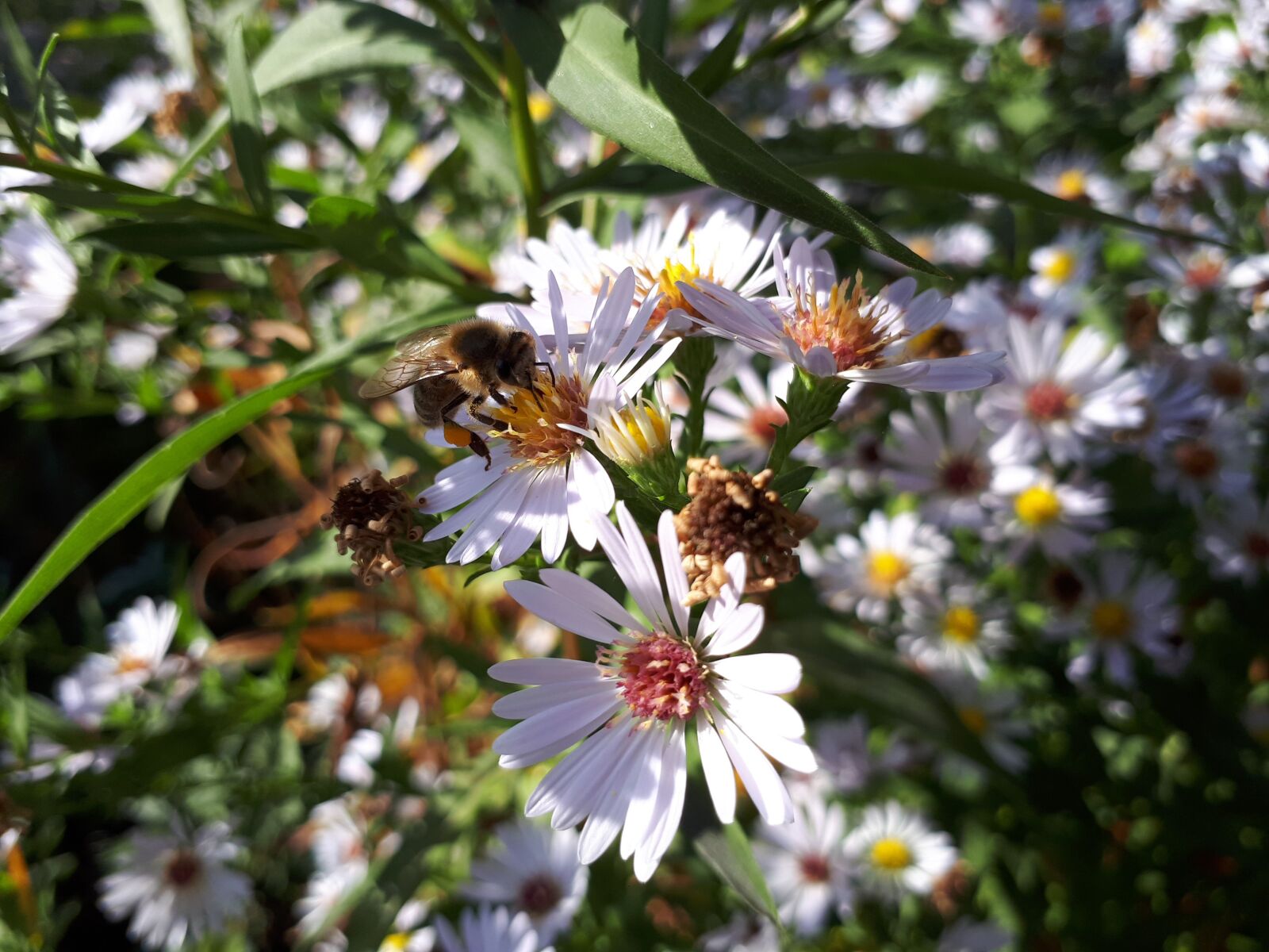Samsung Galaxy A5(2017) sample photo. Bee, flowers, white photography