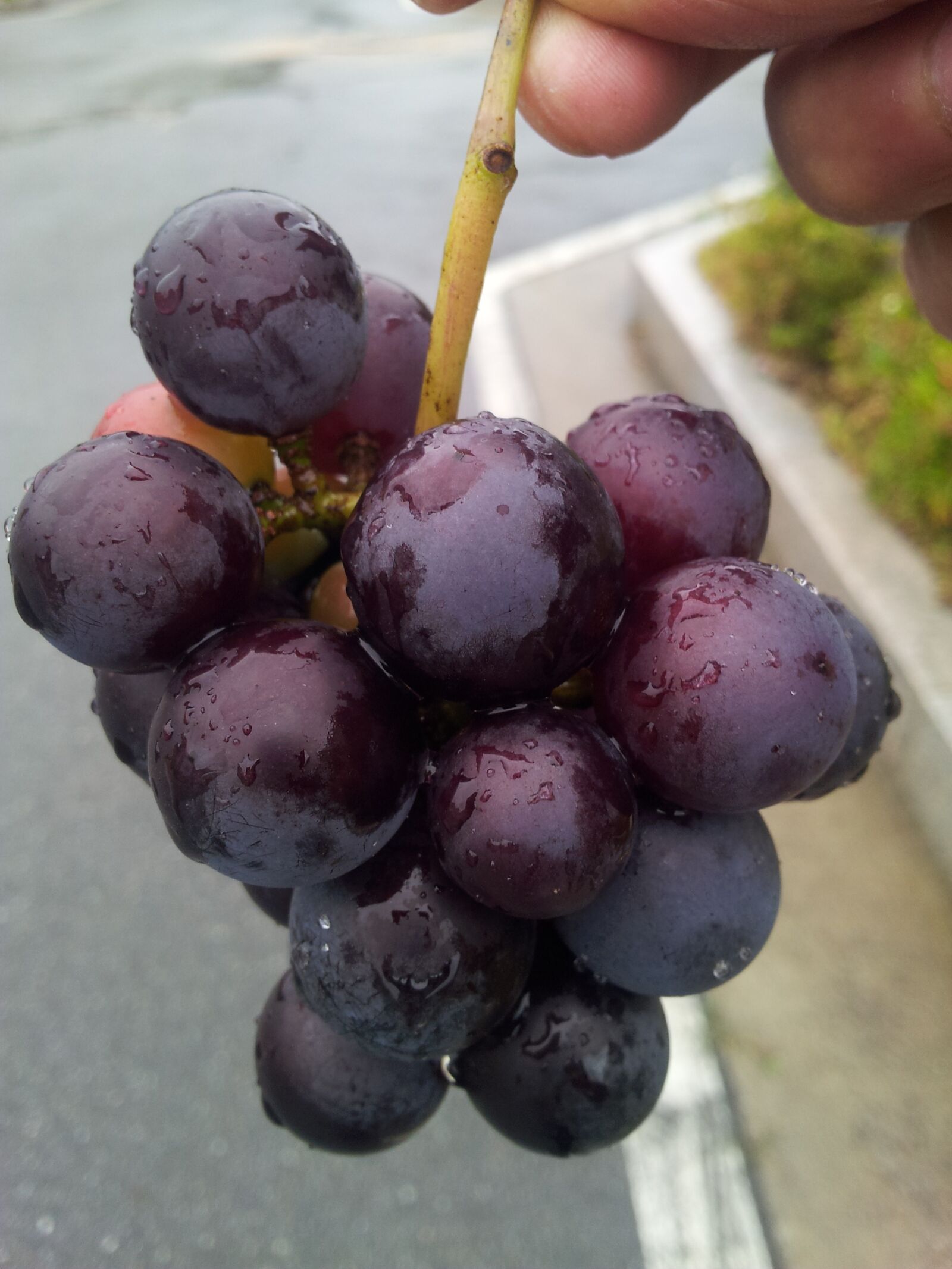 Samsung Galaxy S2 sample photo. Grapes, food, fruit photography
