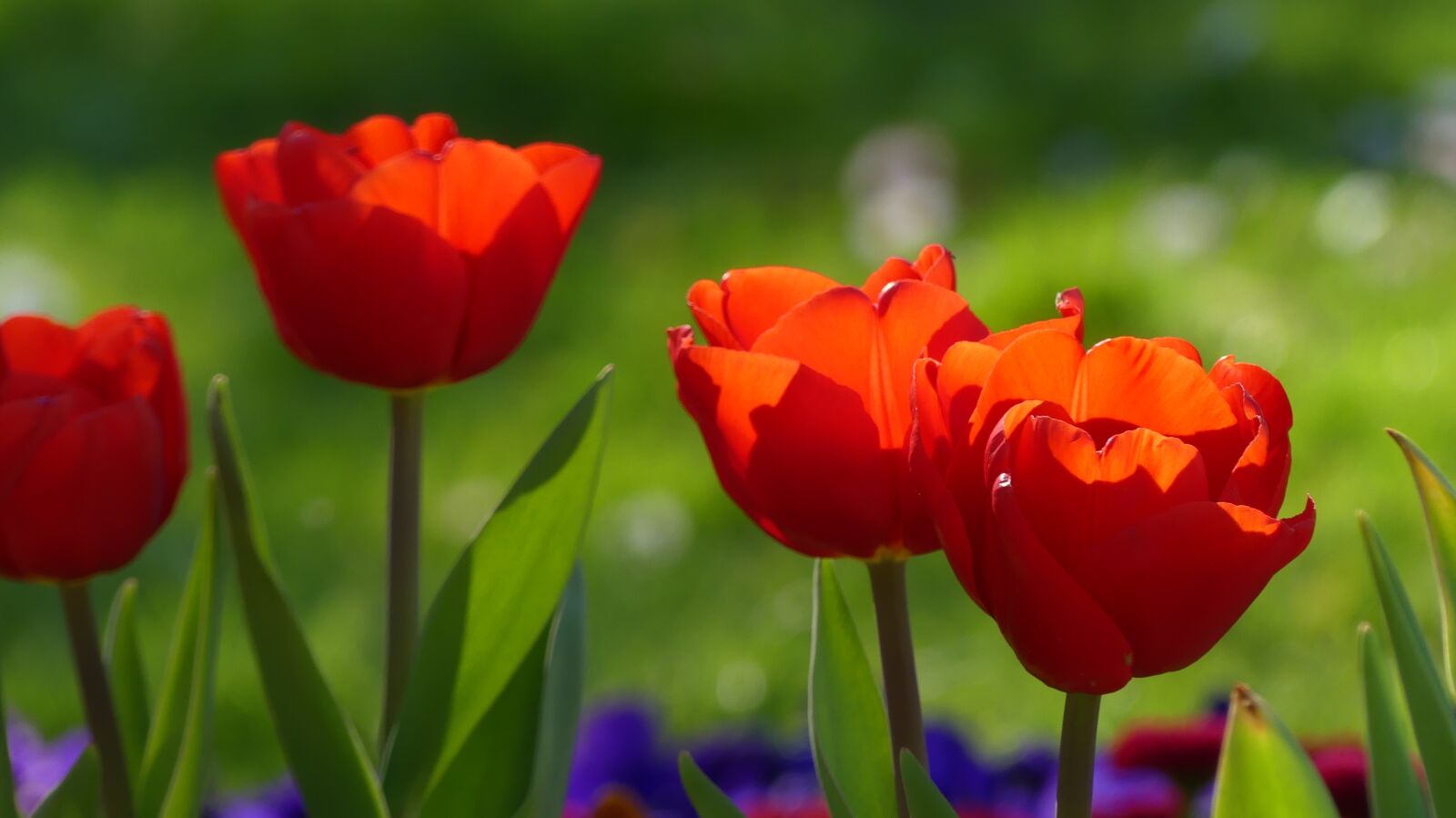 Panasonic Lumix DMC-FZ300 sample photo. Flower, spring, nature photography