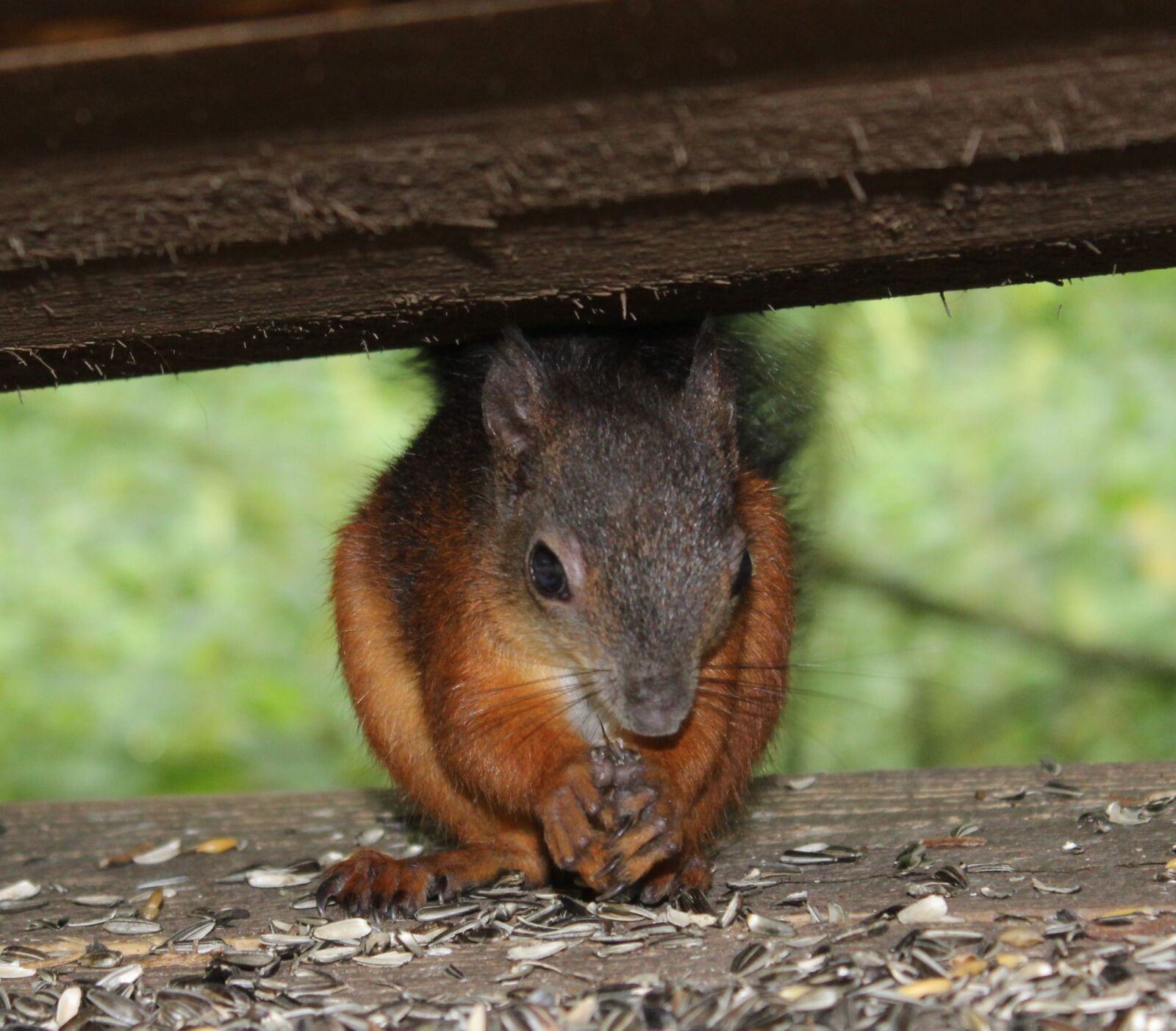 Canon EOS 1300D (EOS Rebel T6 / EOS Kiss X80) sample photo. Squirrel, cute, rodent photography