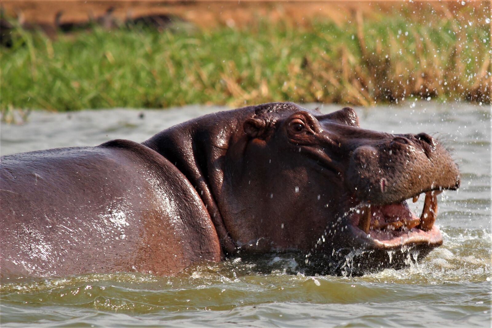 Canon EOS 600D (Rebel EOS T3i / EOS Kiss X5) sample photo. Mammal, waters, animal world photography