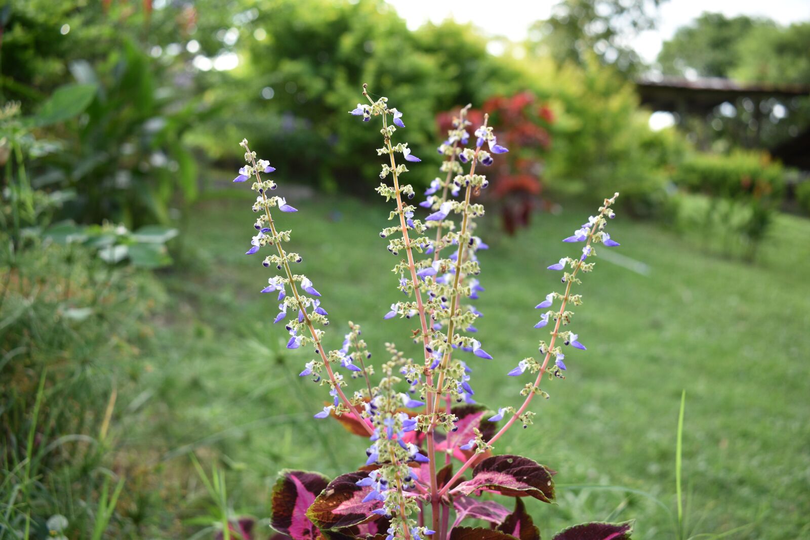 Nikon D3500 sample photo. Flowers, nature, spring photography