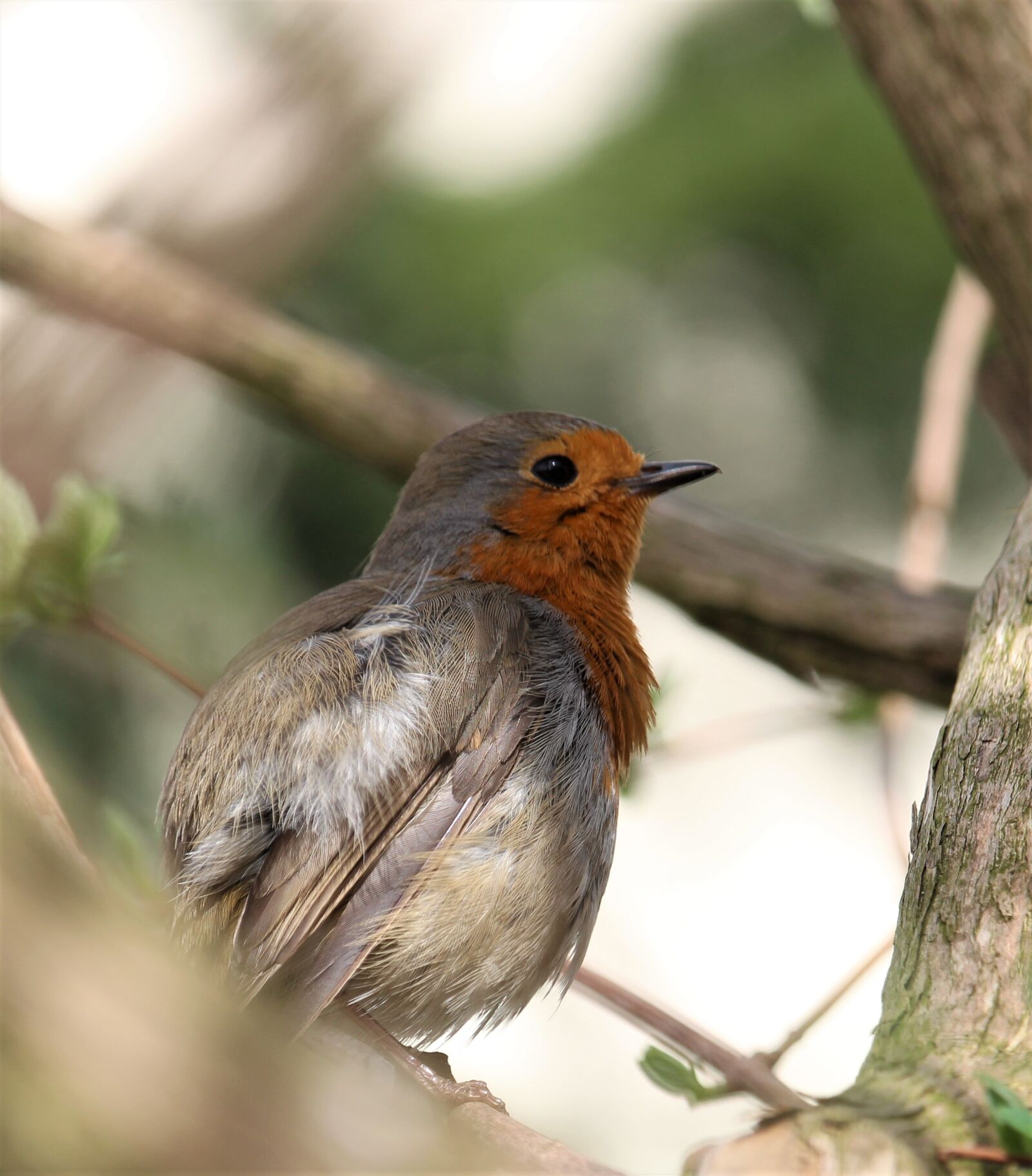 Canon EF-S 55-250mm F4-5.6 IS STM sample photo. Bird, animal world, nature photography
