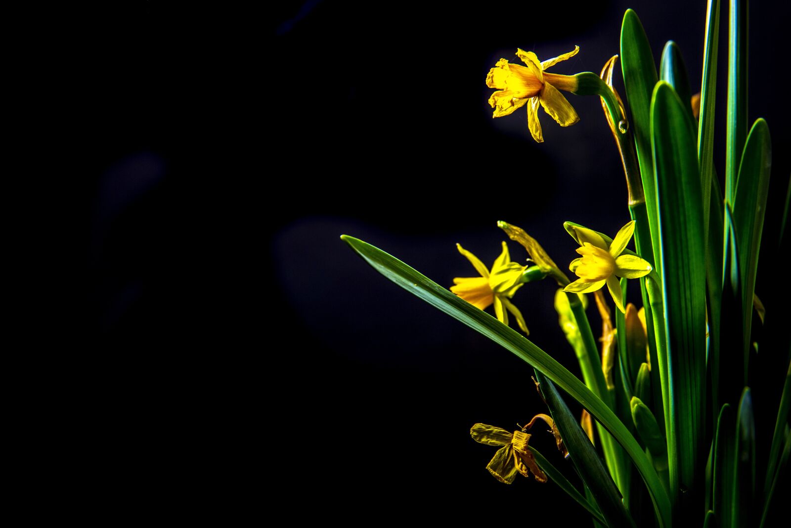 Canon 24-70mm F2.8 DG OS HSM | Art 017 sample photo. Flower, narcissus, yellow photography