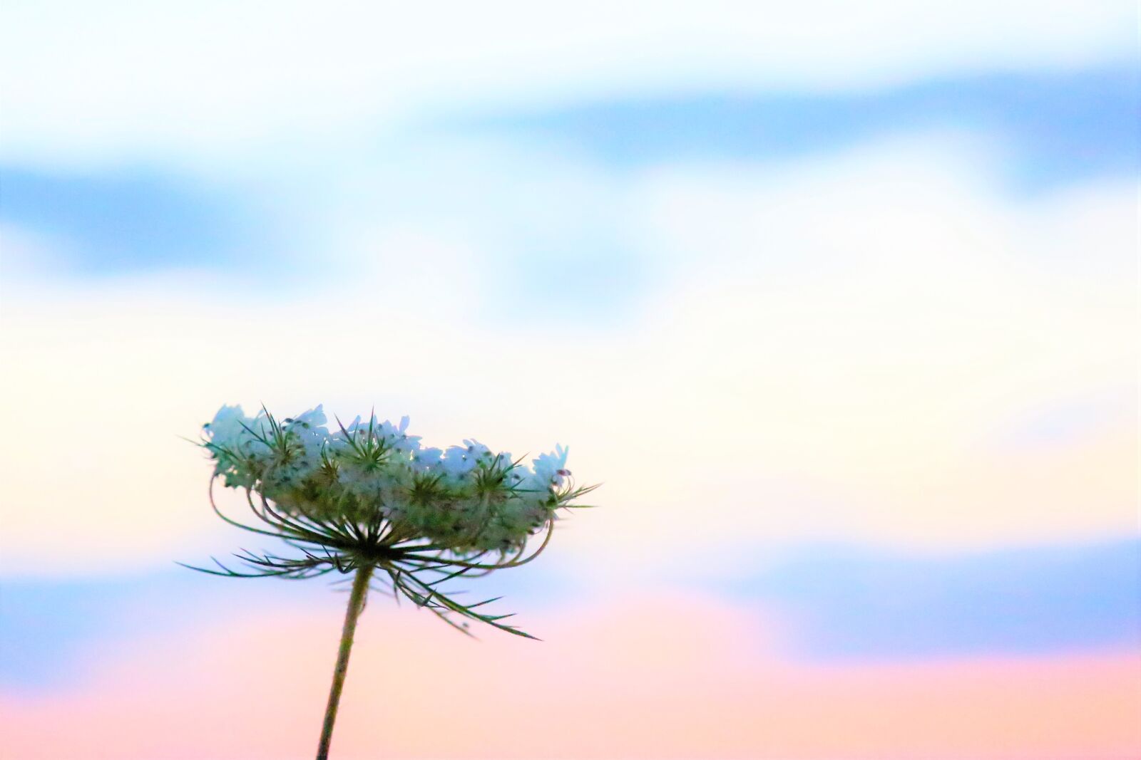 Canon EOS 5D Mark III sample photo. Flower, nature, plant photography