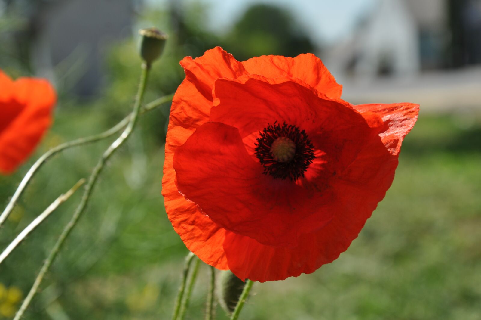 Nikon D90 sample photo. Flowers, poppy, nature photography