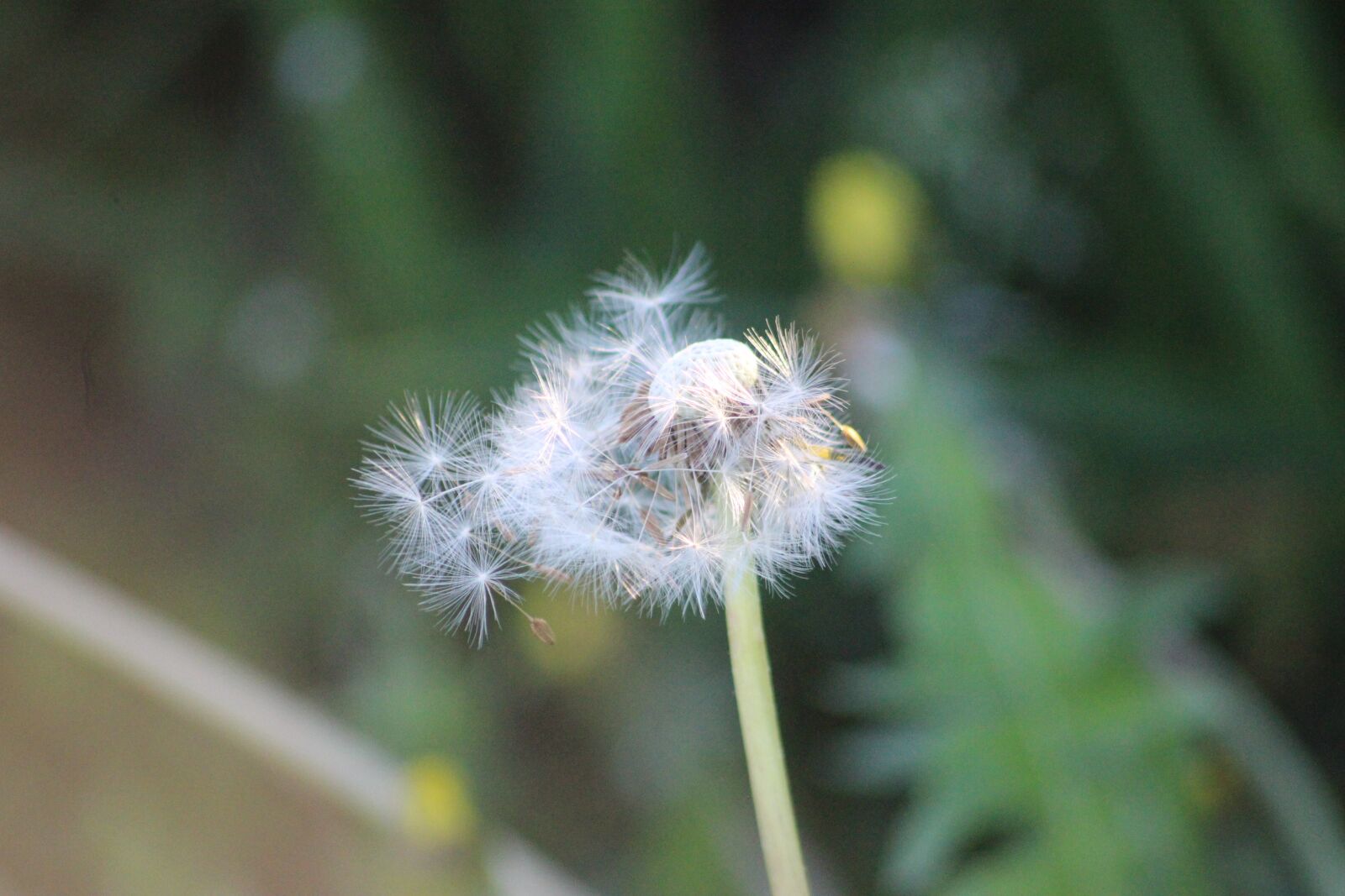 Spring wind. Бутоны льна перед цветением. titiz nature breeze spring.