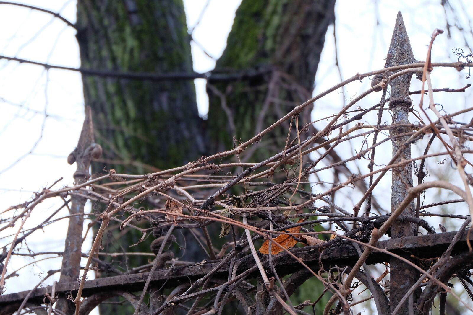 Fujifilm X-A2 + Fujifilm XC 16-50mm F3.5-5.6 OIS II sample photo. Fence, spires, rust photography