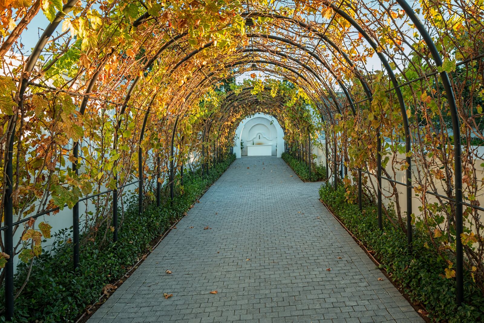 Canon EOS 70D sample photo. Vineyard, vines, grapes photography